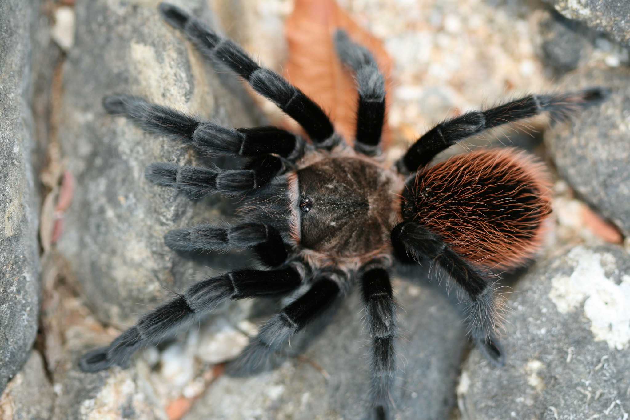 チランジア　sp. Mexico Tliltocatl sp. from Oaxaca, Mexico 2
