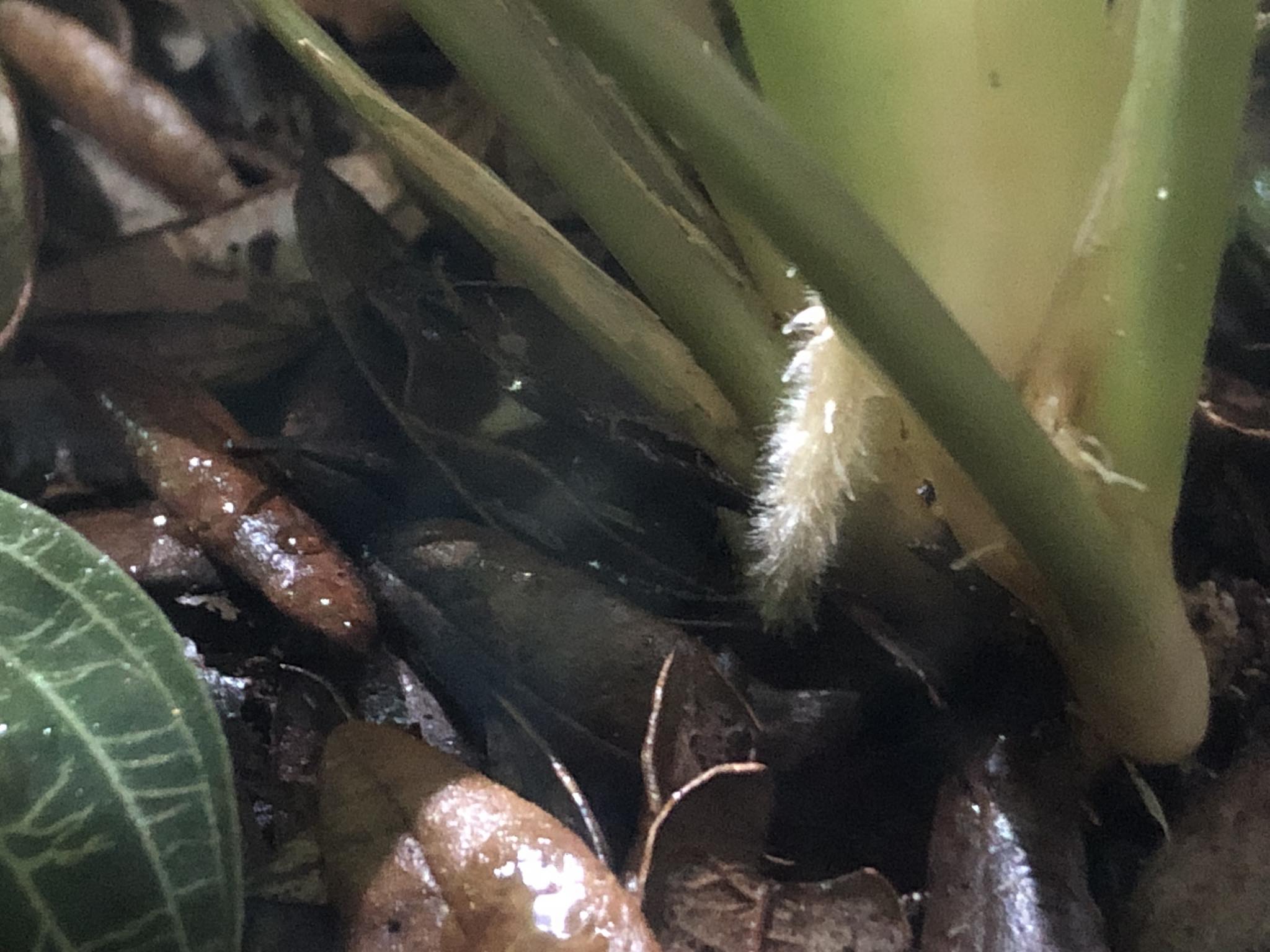 tomfrkw30 　Fuzz Plant TA.effects What the heck is this fuzzy thing growing at the base of this plant?