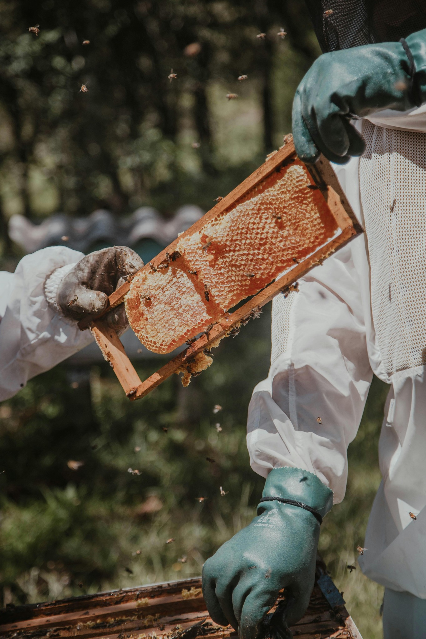 Beekeepers of Wisconsin | Facebook