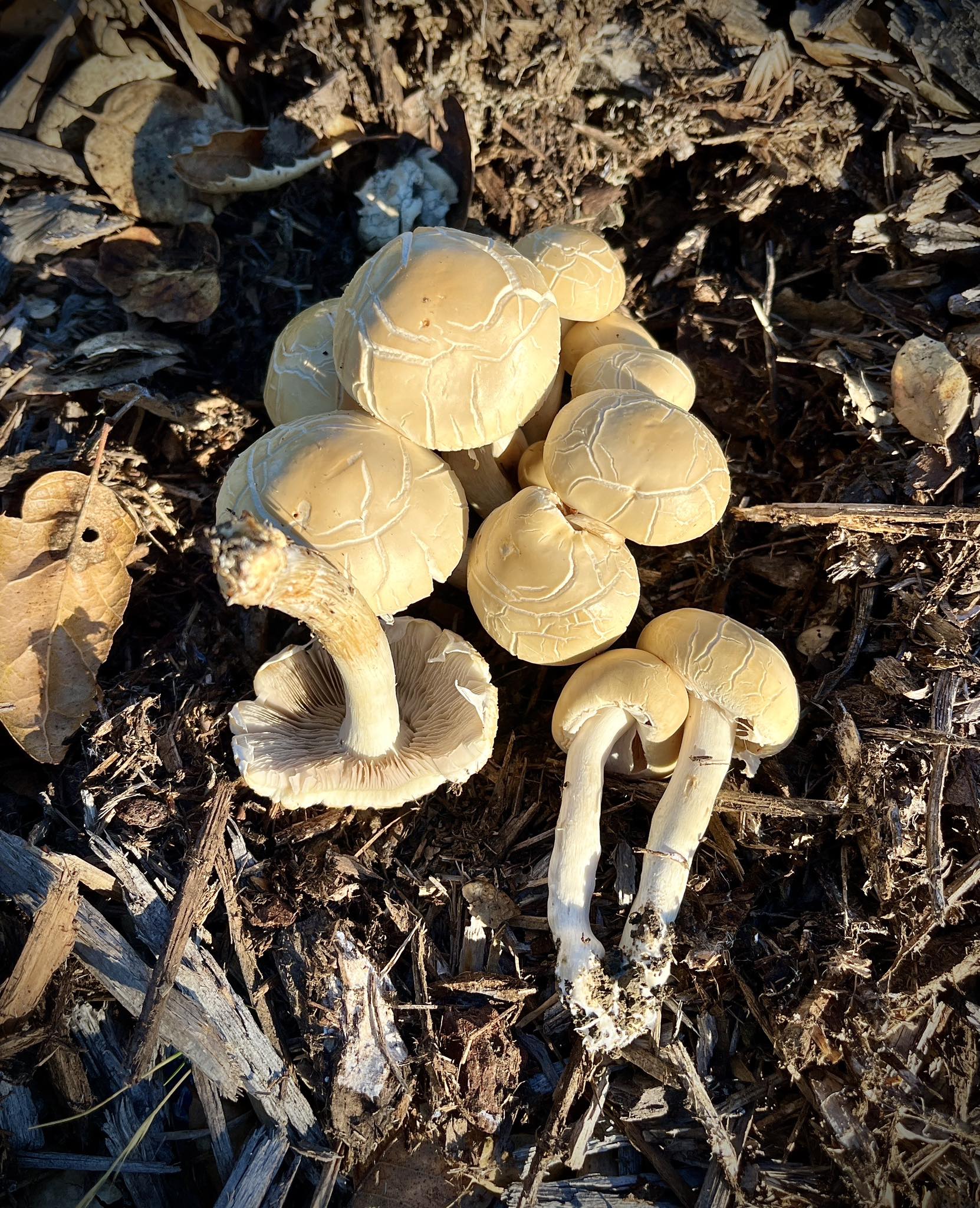 What is the mushroom popping up in my wood chips, Agrocybe praecox