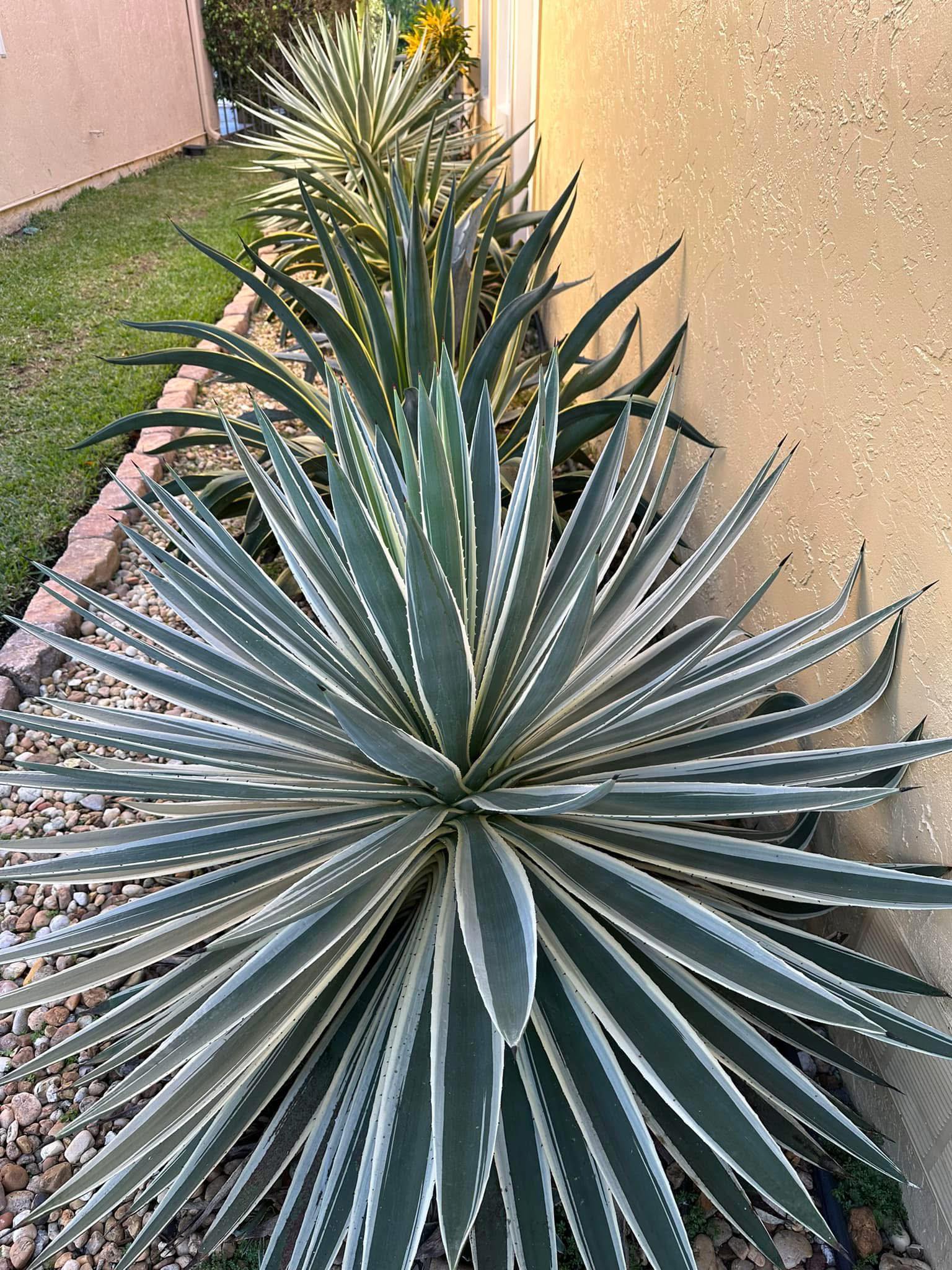 Agave plants thrive in heat