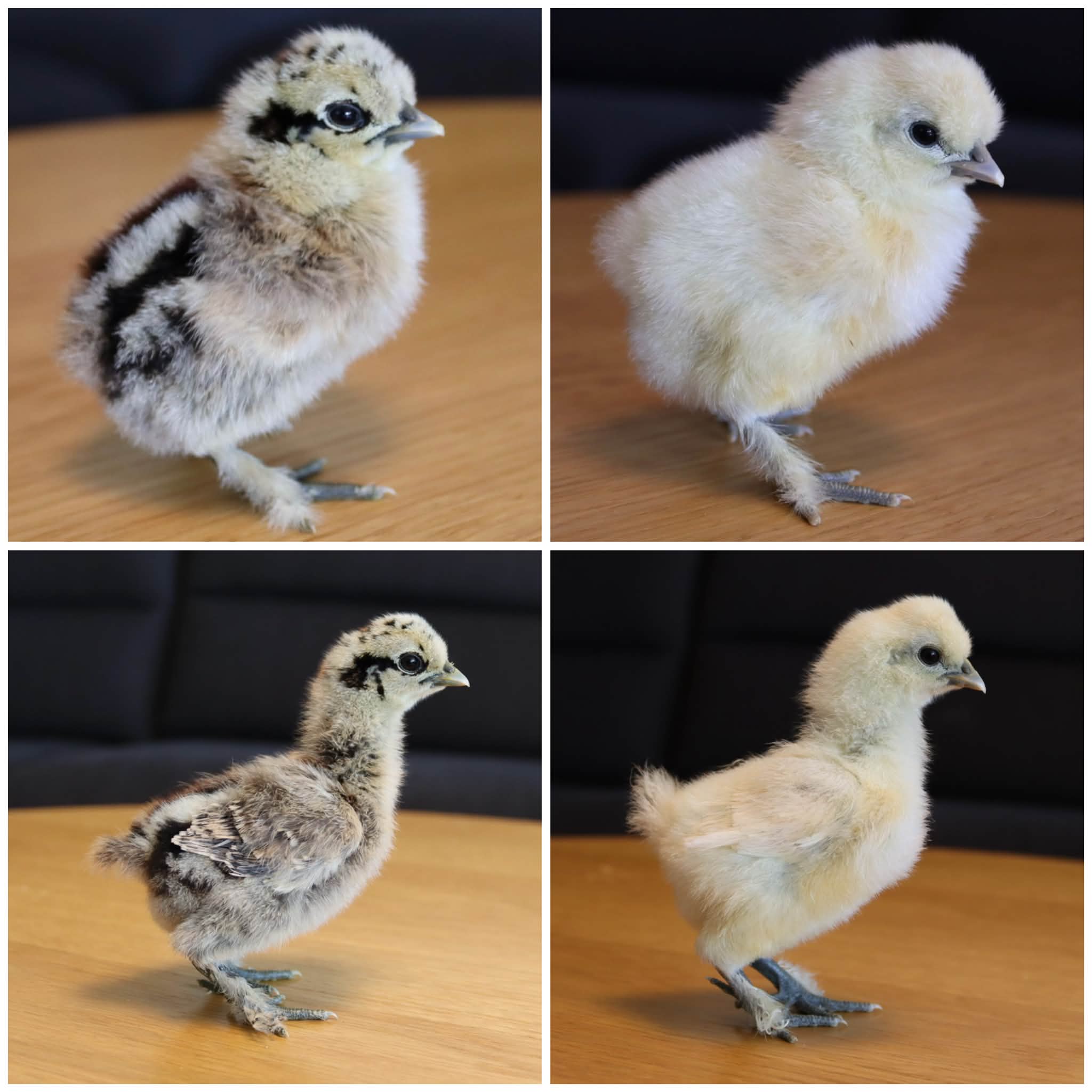 Silkie Chickens | Facebook