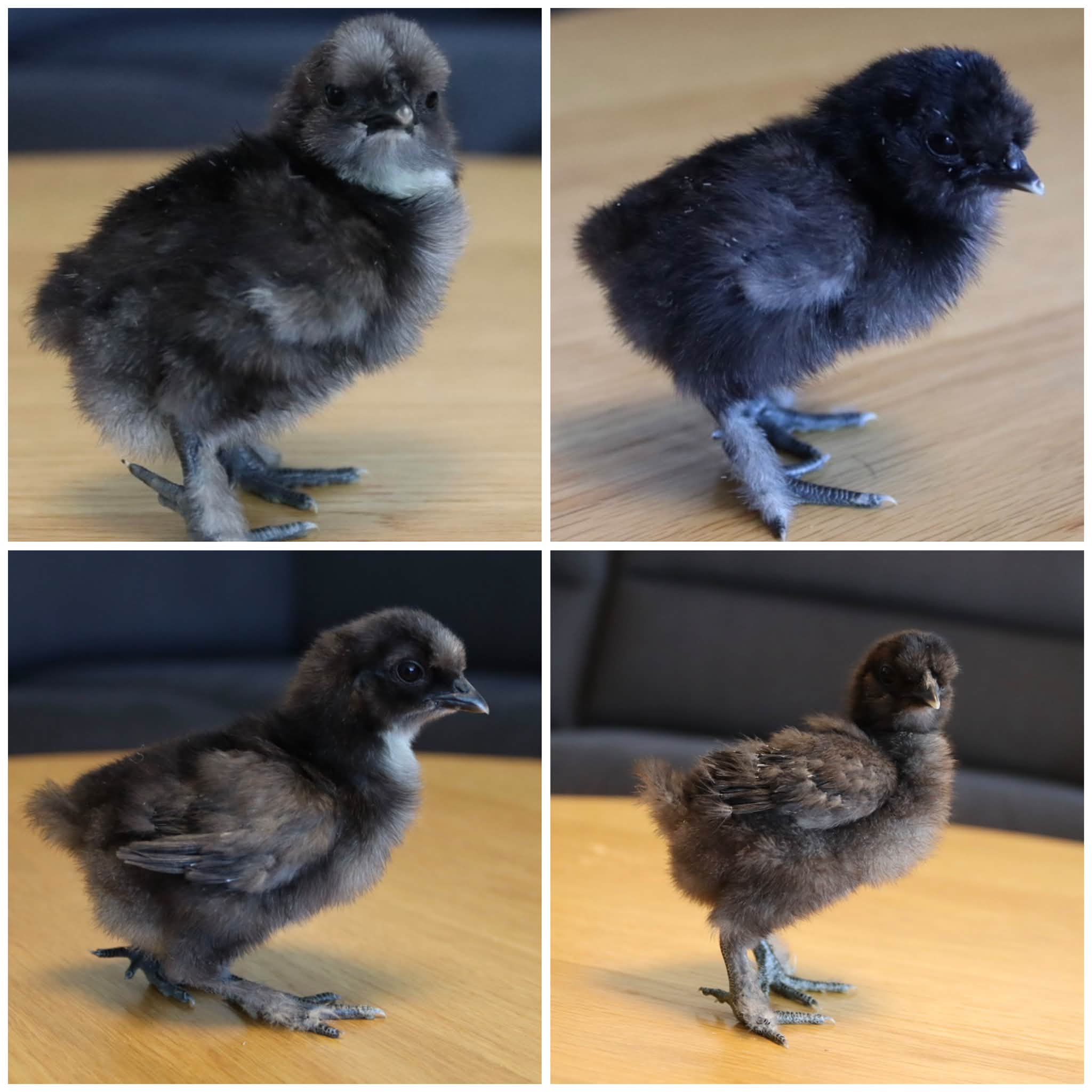 Silkie Chickens | Facebook