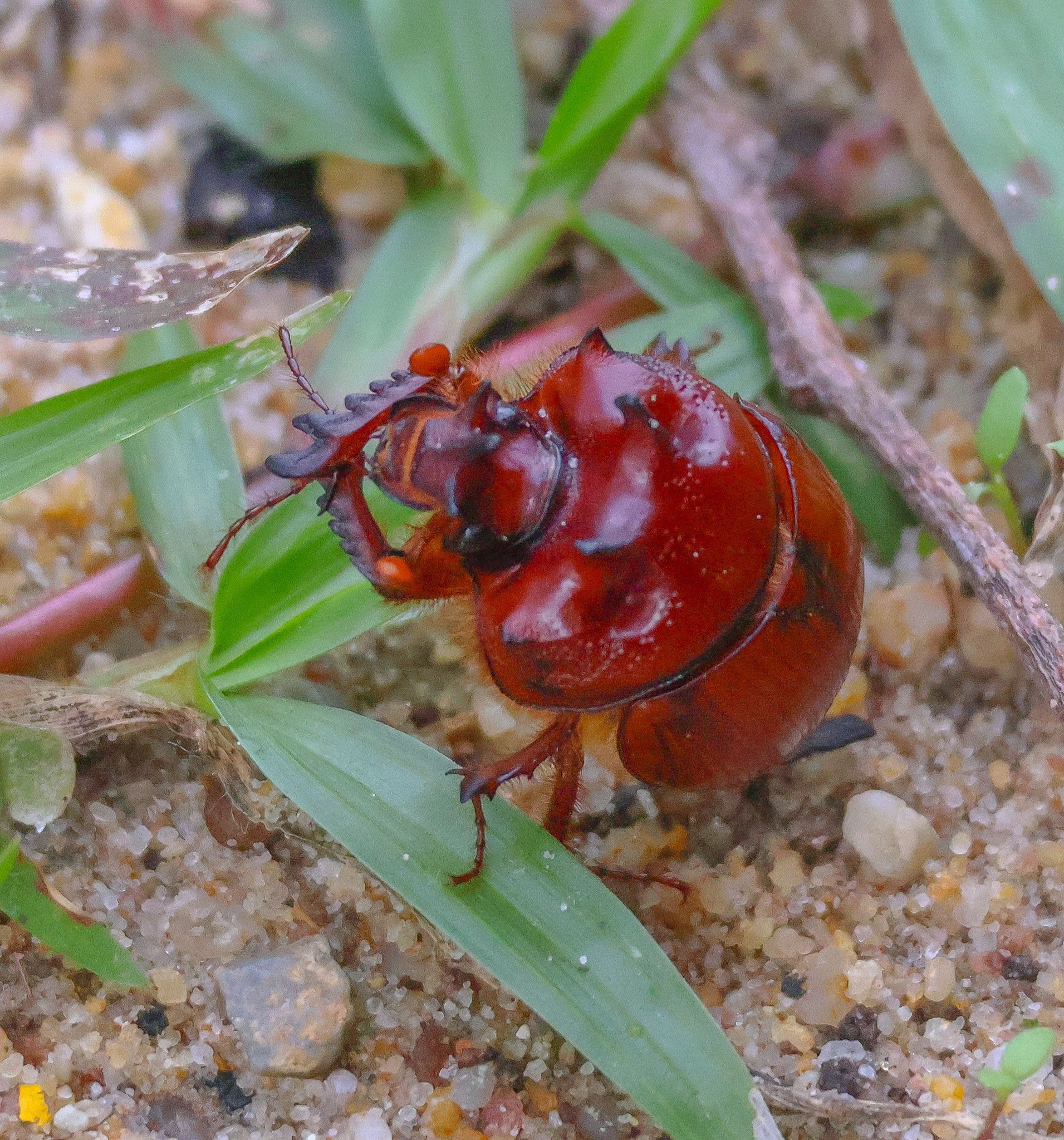 標本用品 Australia Bolboceratidae sp. 24mm 昆虫用品 Australia Bolboceratidae sp. 24mm
