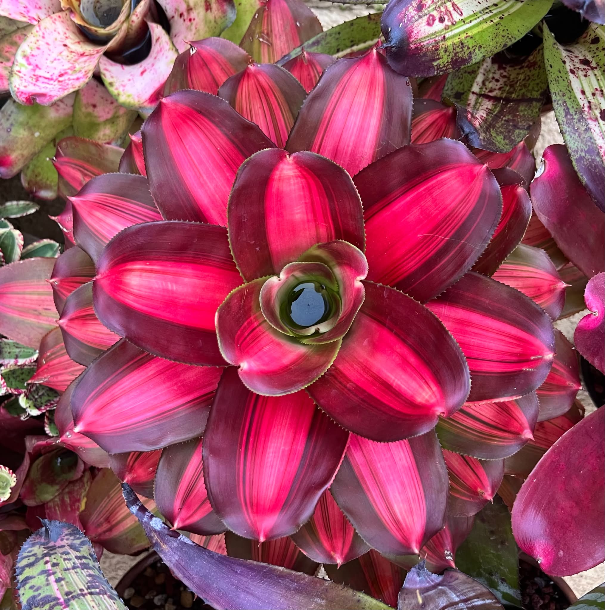 neoregelia BLACK OPAL VAR