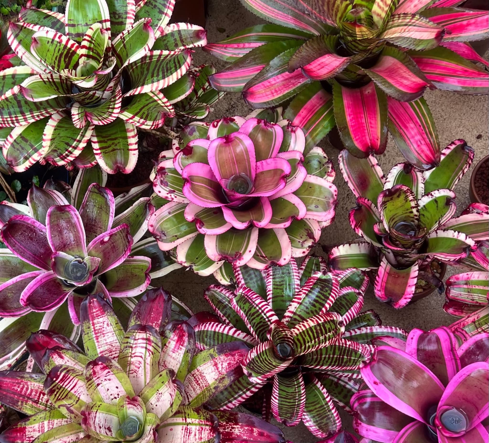 Pitcairnia straminea, Rio de Janeiro City, ex Elton Leme ex