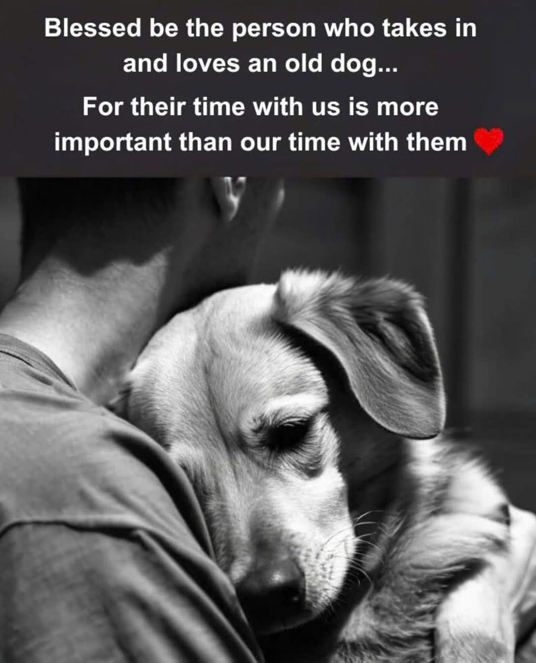 Blessed be the person who takes in and loves an old old dog... For ...