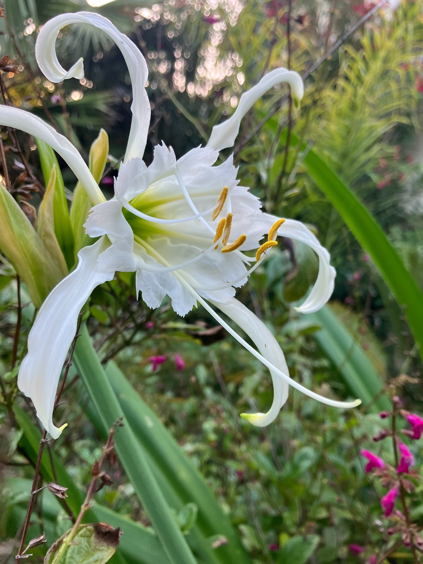 Justin - The backyard lilies have bloomed. #SpiderLily, also known