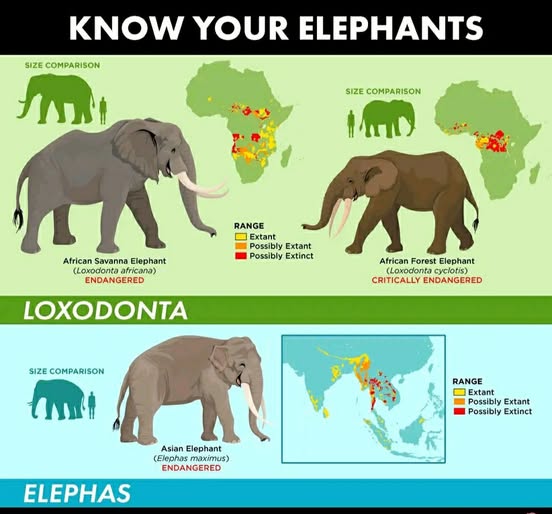 GANESHAPARK ELEPHANTS | Il n’y a pas d’éléphant en Afrique | Facebook