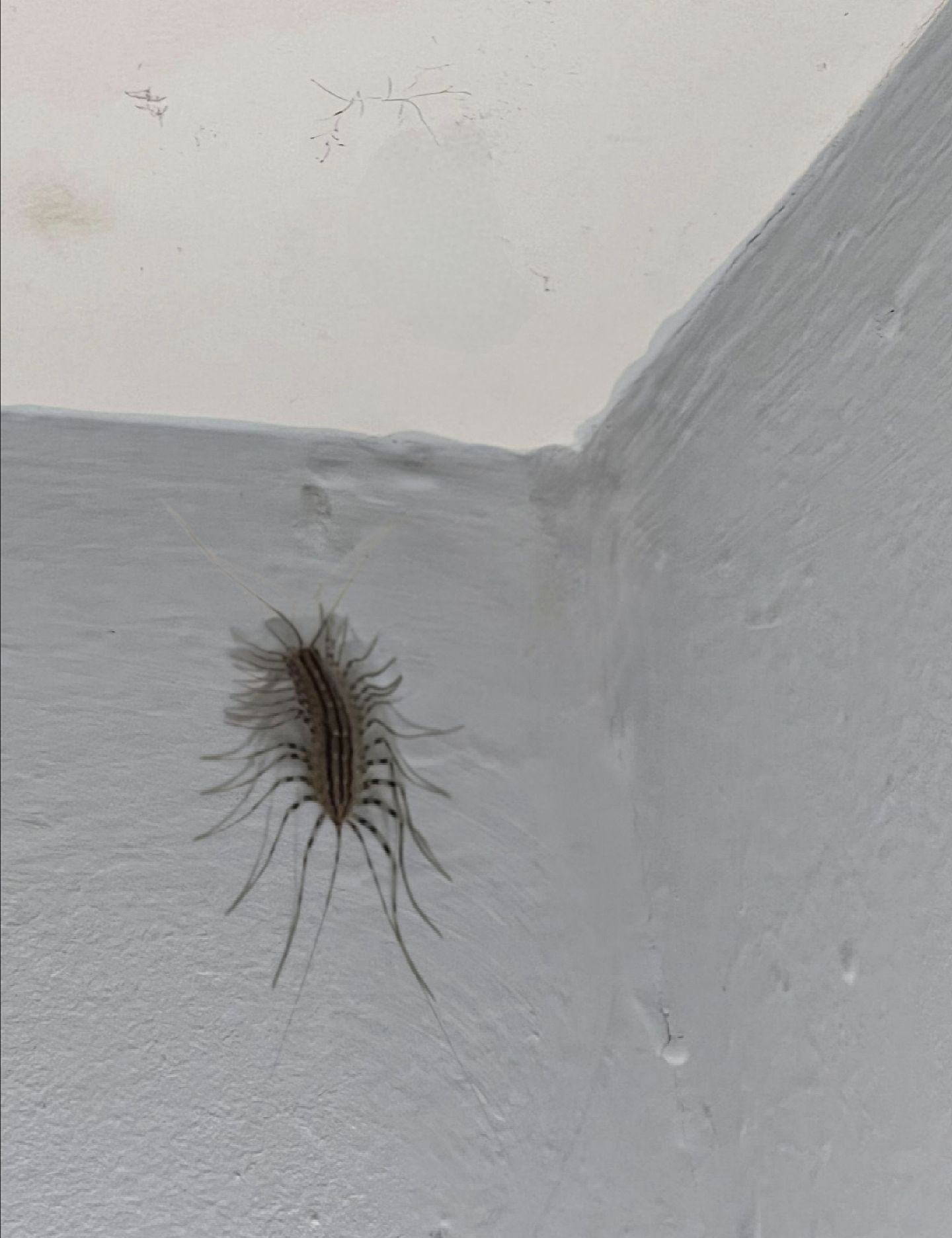 Brown Bug With Long Antenna Identification