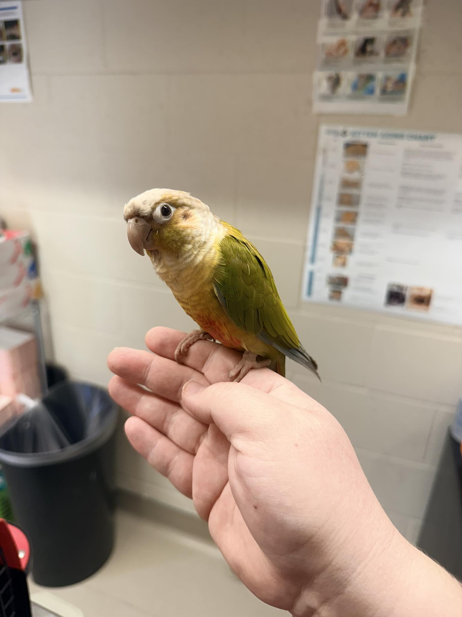 Found green cheek conure in Oceanside, San Diego County, CA