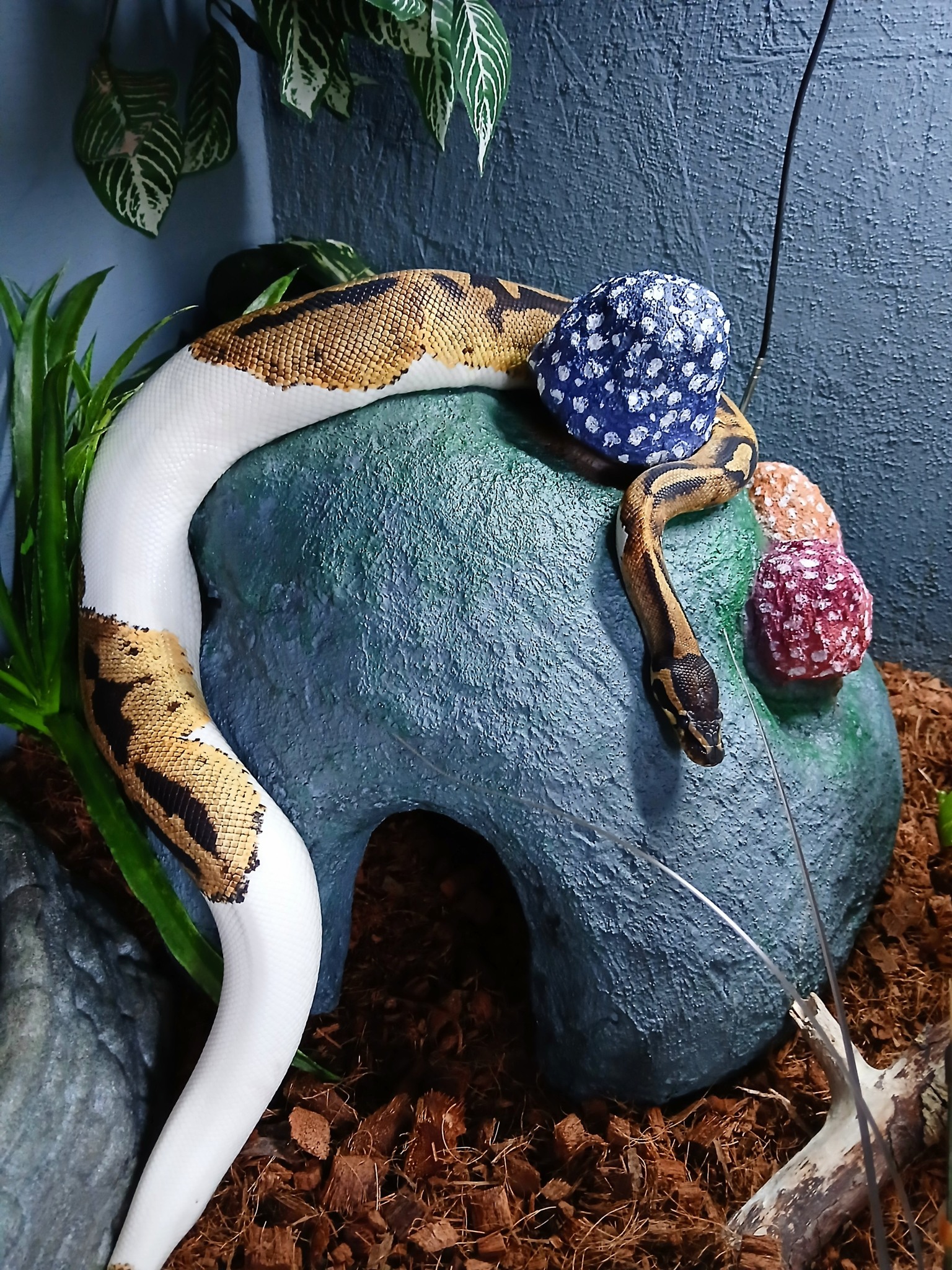DIY Reptile Enclosures | New snake hide complete and in my superdwarf ...