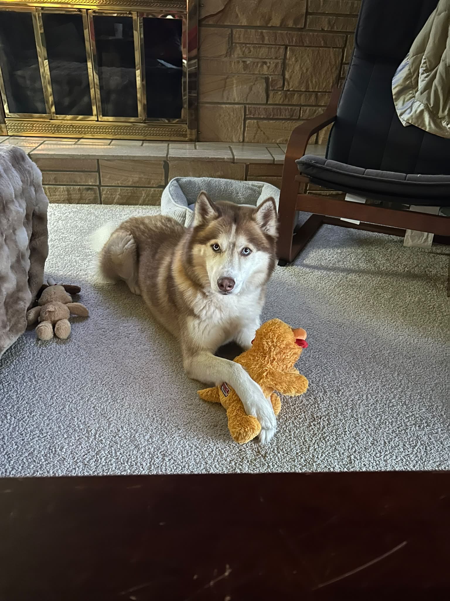 Lost Husky Dew Found in Grand Blanc, MI Area