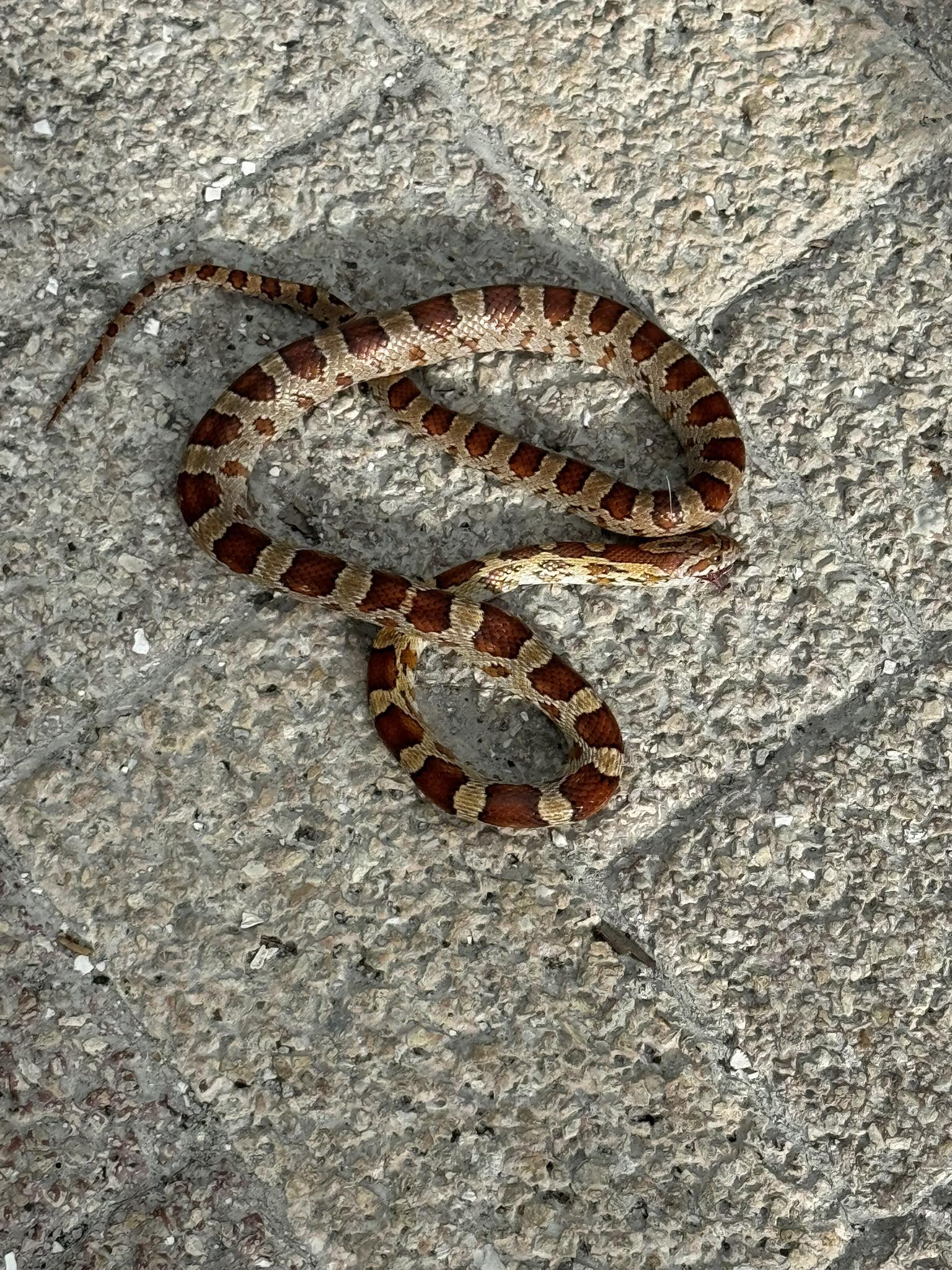 Fl Snakes Identification PSA THIS SNAKE IS HARMLESS!! Nonvenomous, No