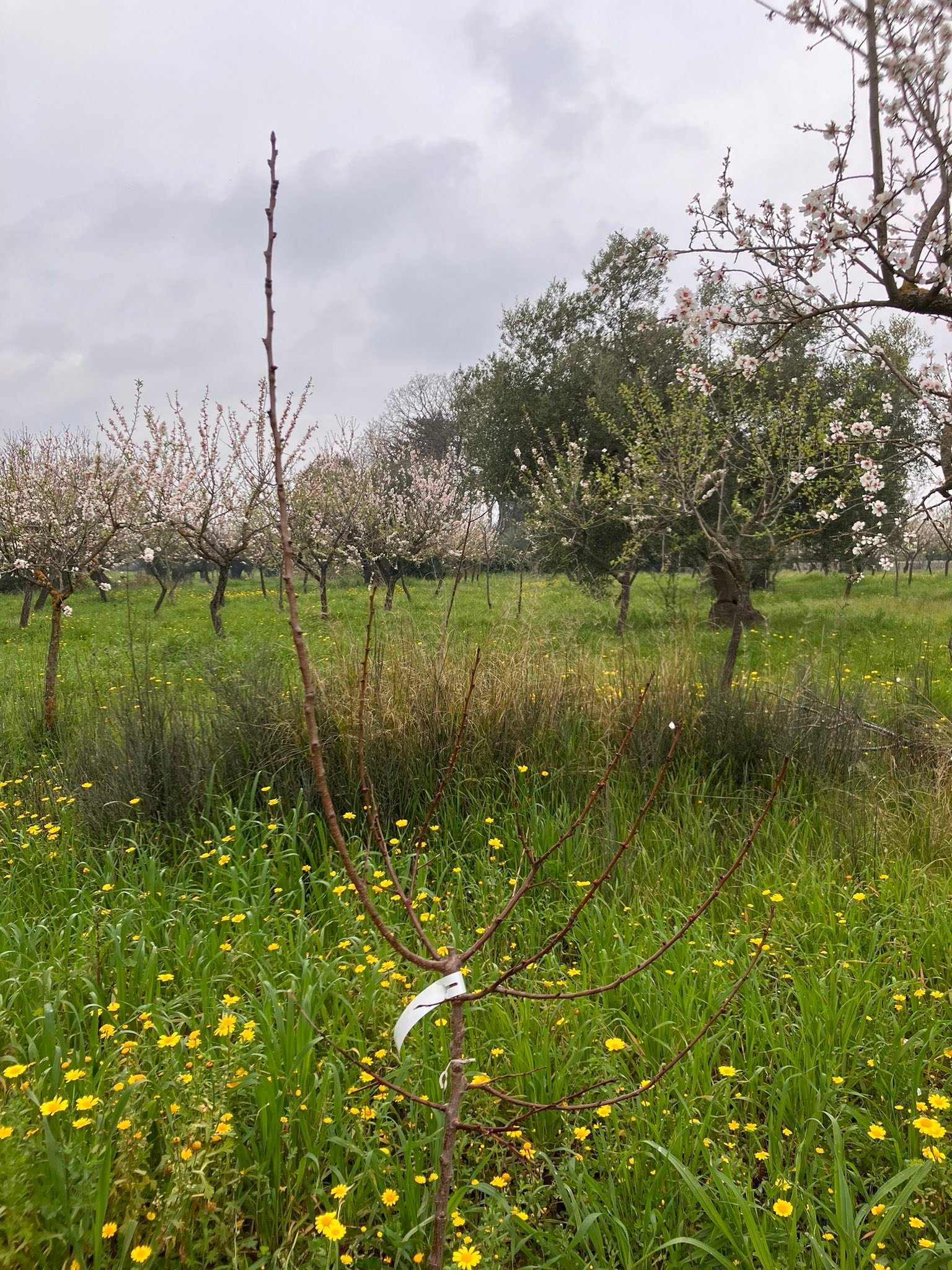 Passione Orto | Salve a tutti, ho acquistato questo albicocco, il ...