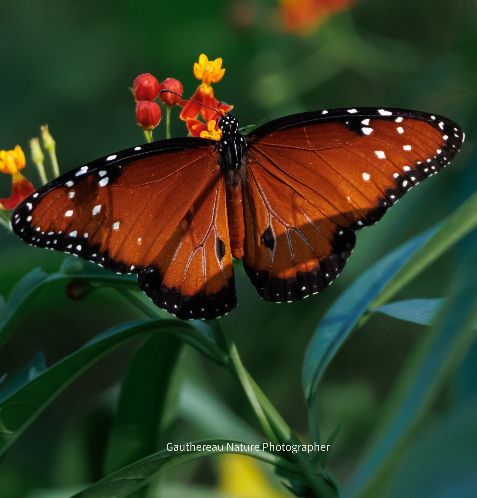 What is the name of this butterfly with square wings?