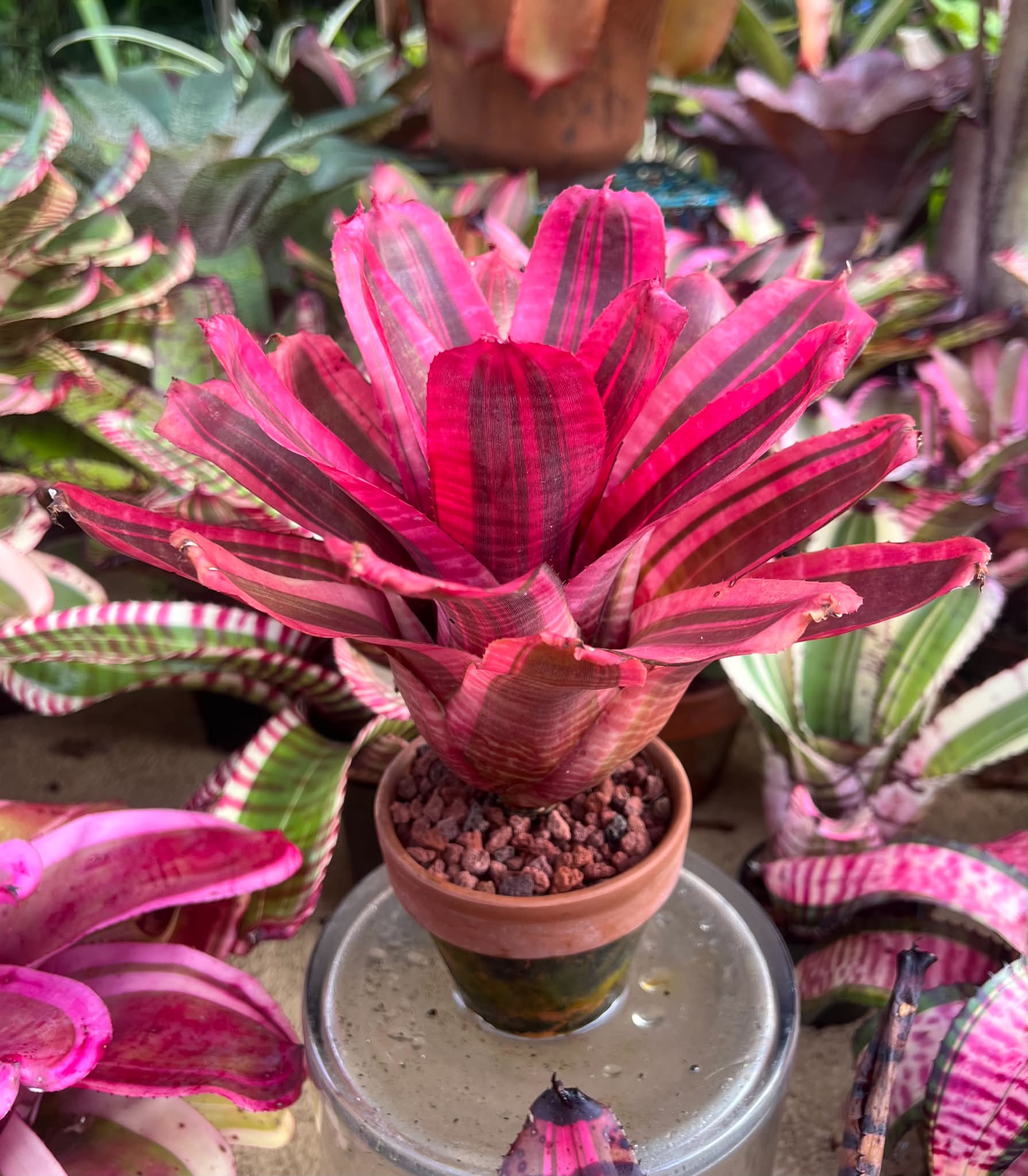 Neoregelia SNAKE CHARMER