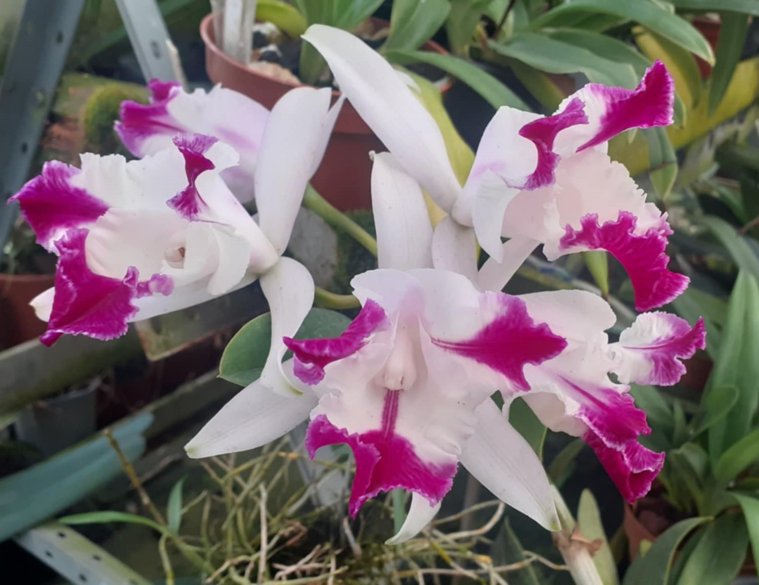 C．intermedia coerulea aquinii orlata '100312 ' ＃川崎洋蘭クラブ
