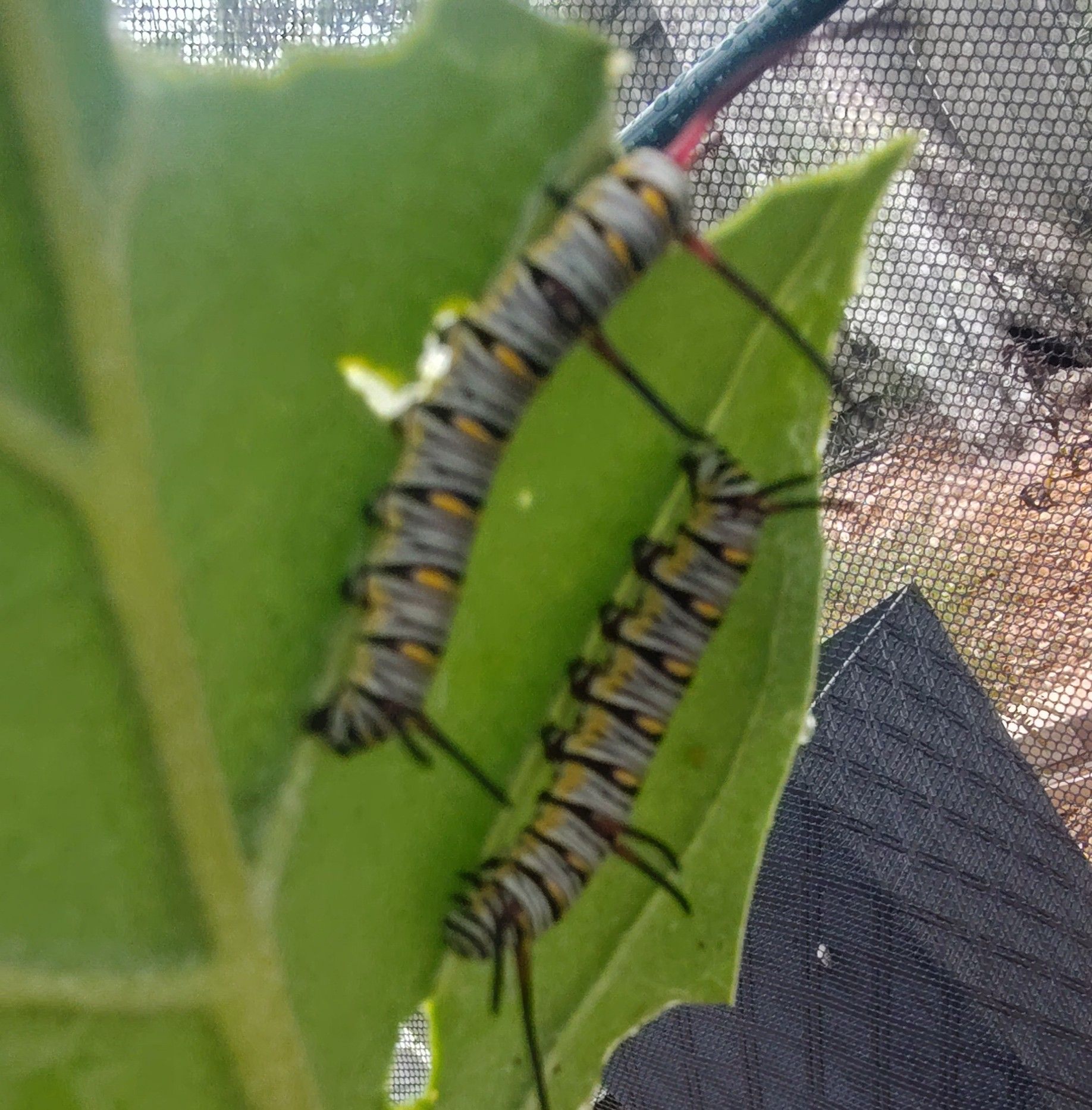 10-more-monarch-butterflies-released-today-diybutterflygarden