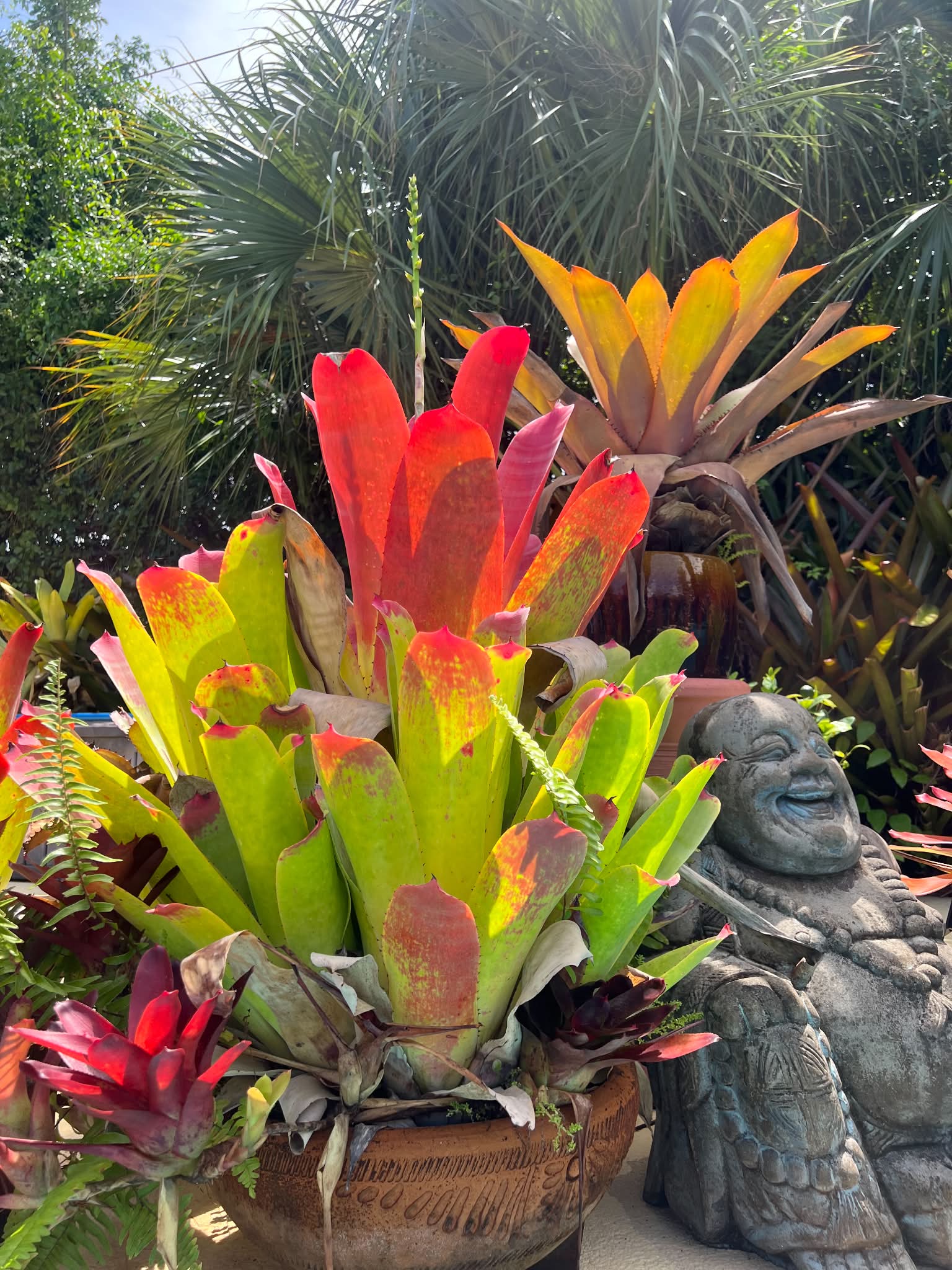ブロメリア・エアープランツ Neoregelia Snake Charmer Neoregelia SNAKE CHARMER
