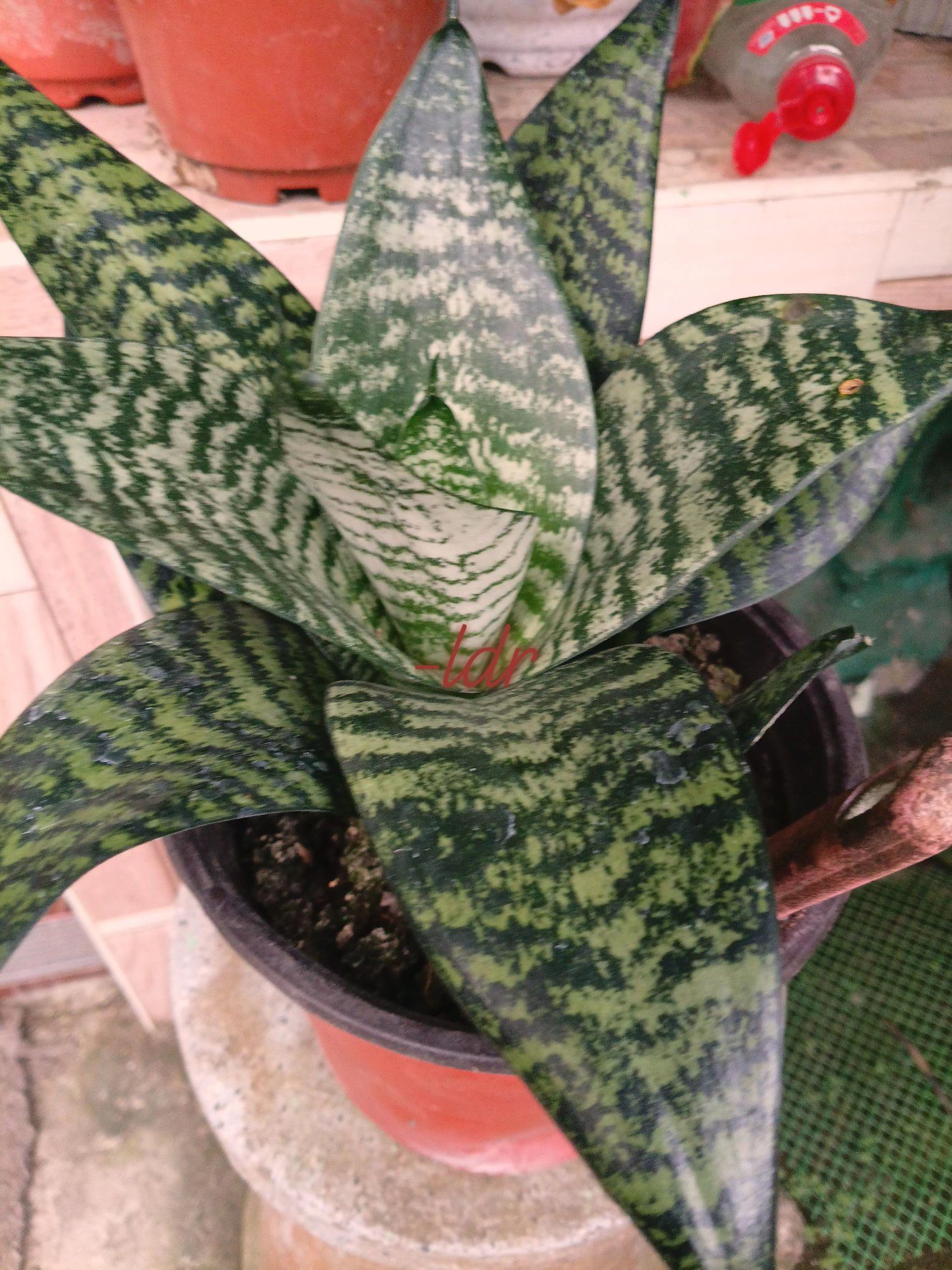 Good Evening 😆 Sansevieria Silver dragon V.