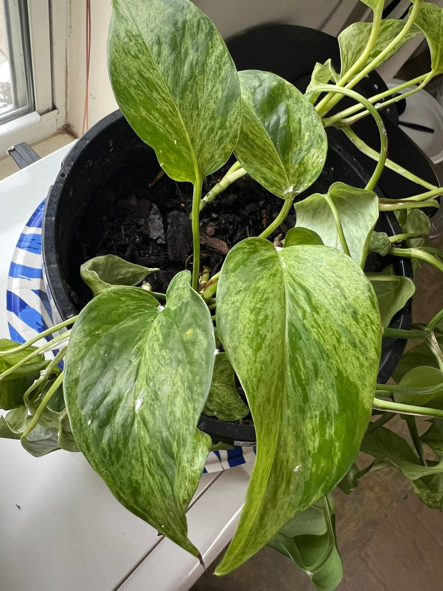 What is white fuzzy mold on indoor plants?