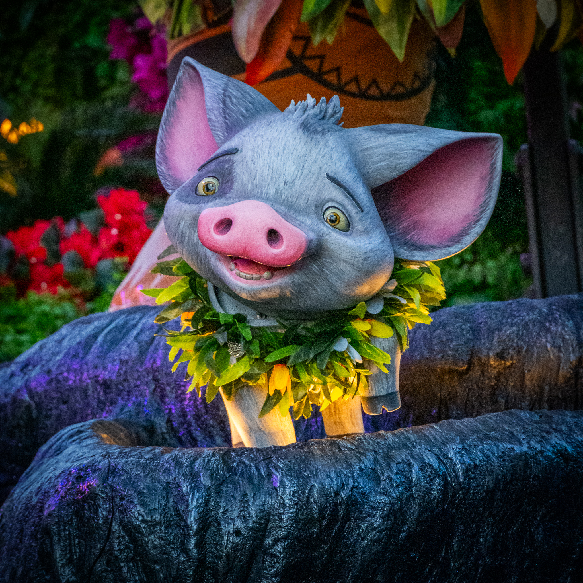 Pua as he appears on the Moana float. Magic Happens Parade