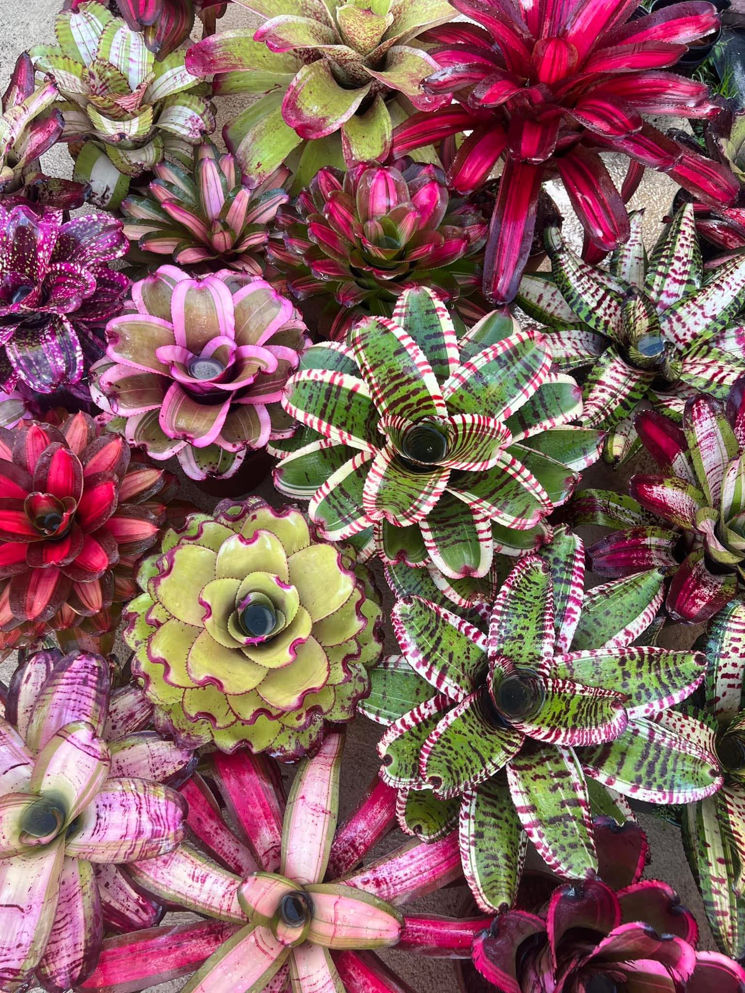Billbergia “Berry Blast”