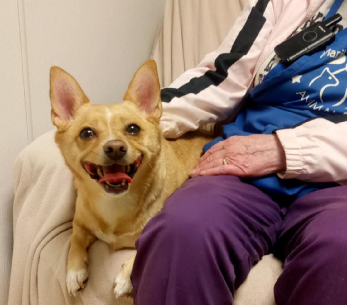 Adopt Lottie a loving female Chihuahua 