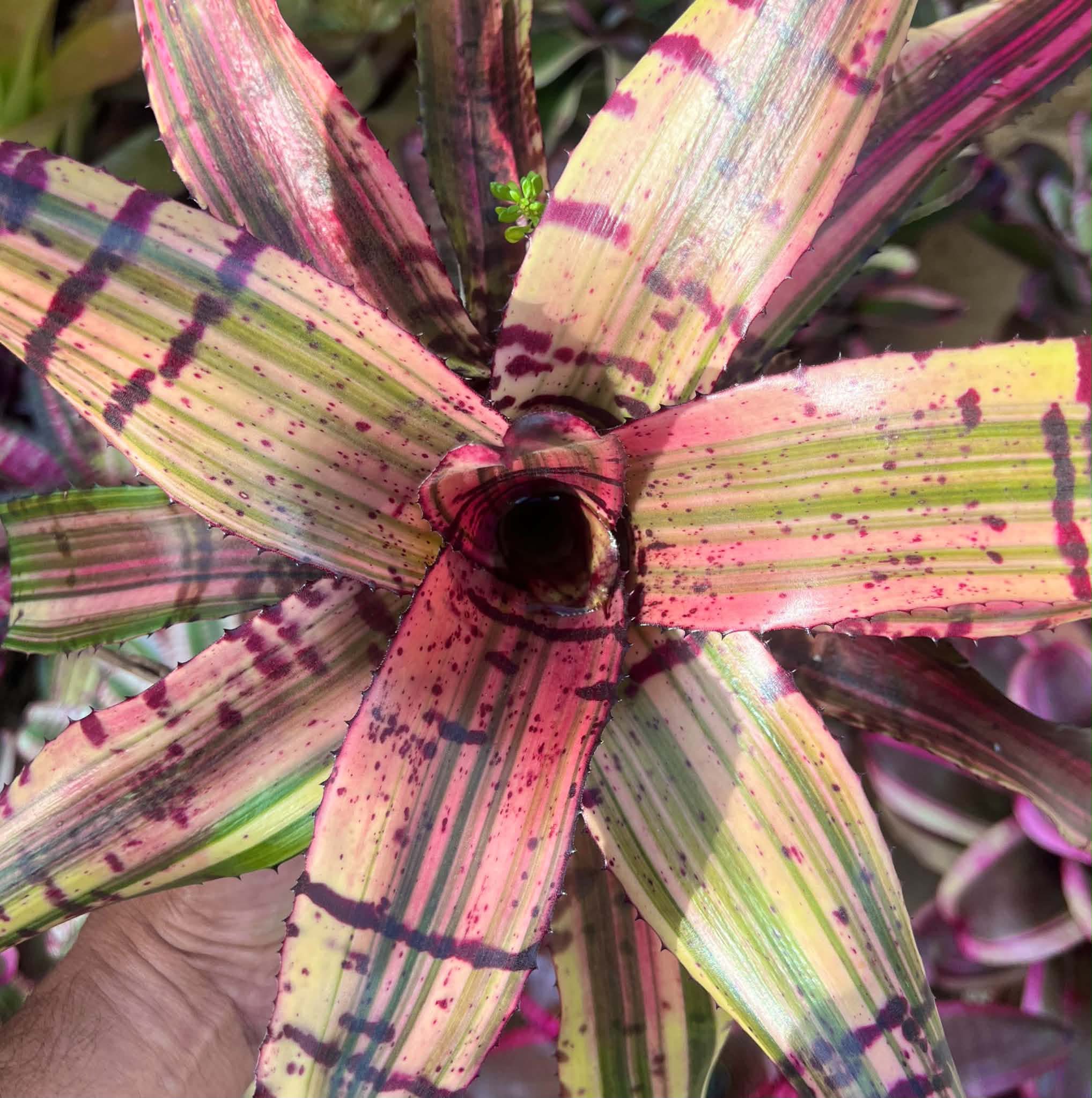 Billbergia “Berry Blast”