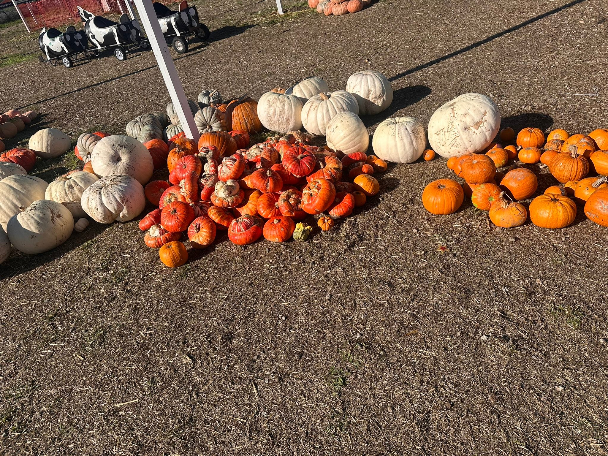 Pumpkins for sale in Santa Cruz