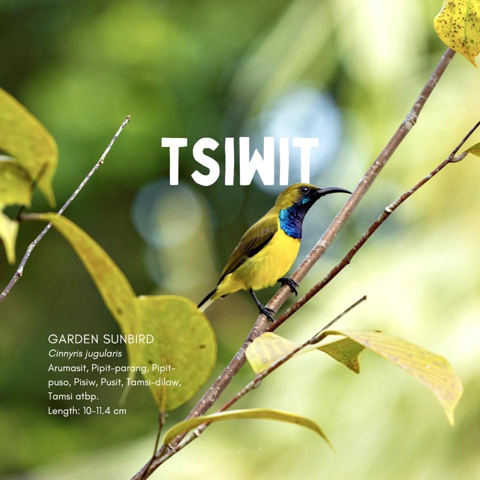 Celine - Tsiwit Garden Sunbird 𝘊𝘪𝘯𝘯𝘺𝘳𝘪𝘴 𝘫𝘶𝘨𝘶𝘭𝘢𝘳𝘪𝘴 Arumasit, Pipit ...