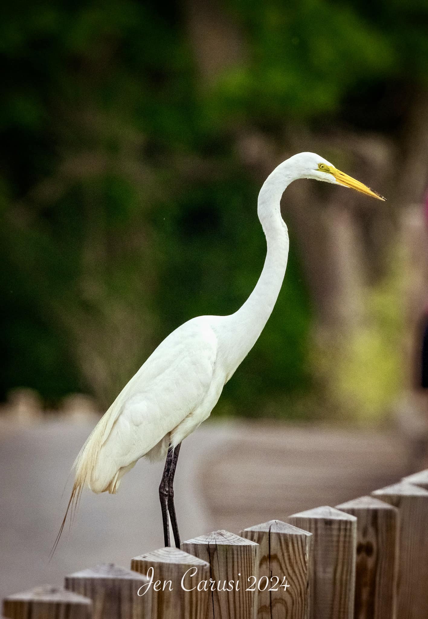 Great egrets in Southern Illinois