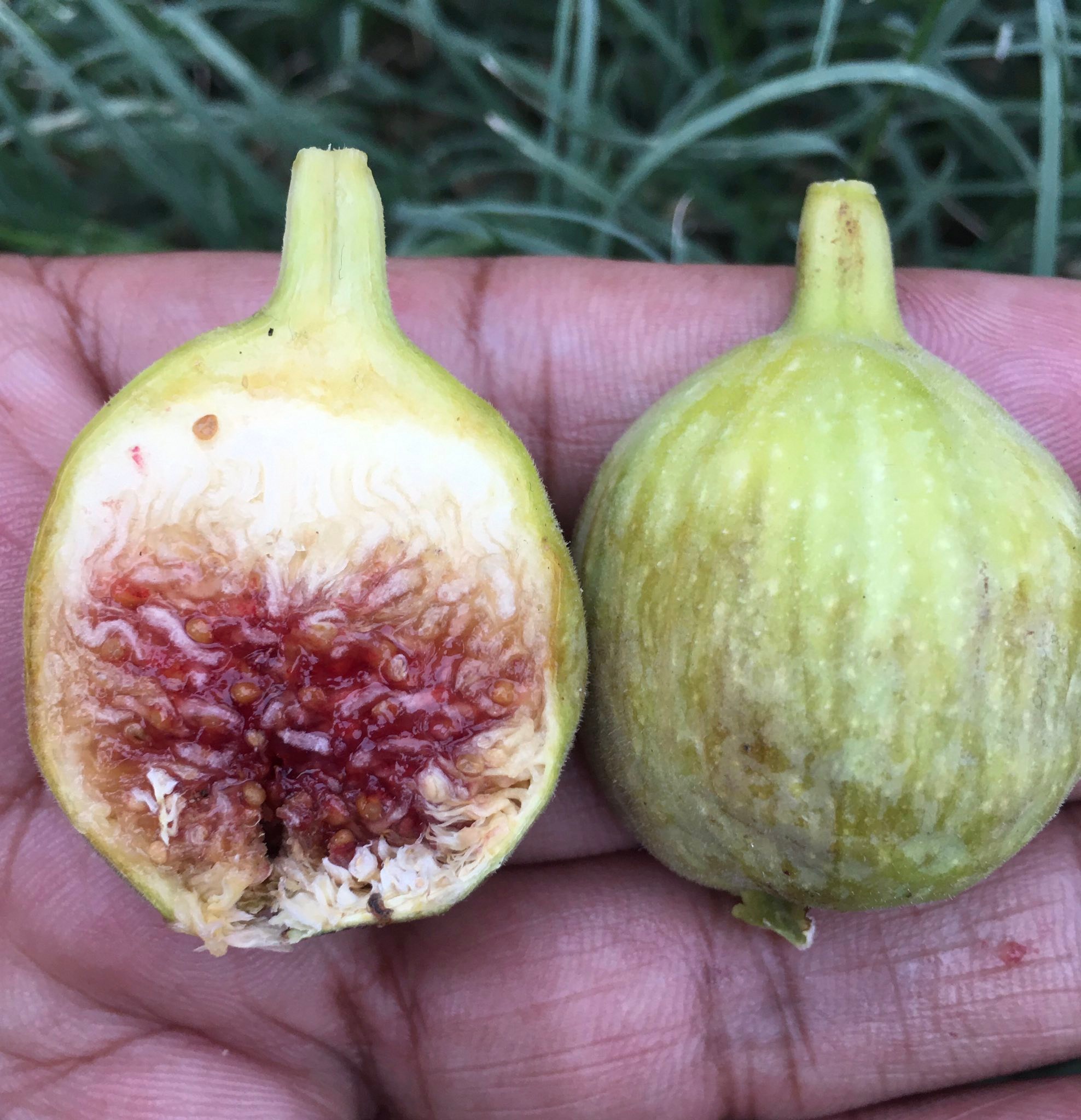 PARATJAL RIMADA A delicious fig, complexity with great sweetness.