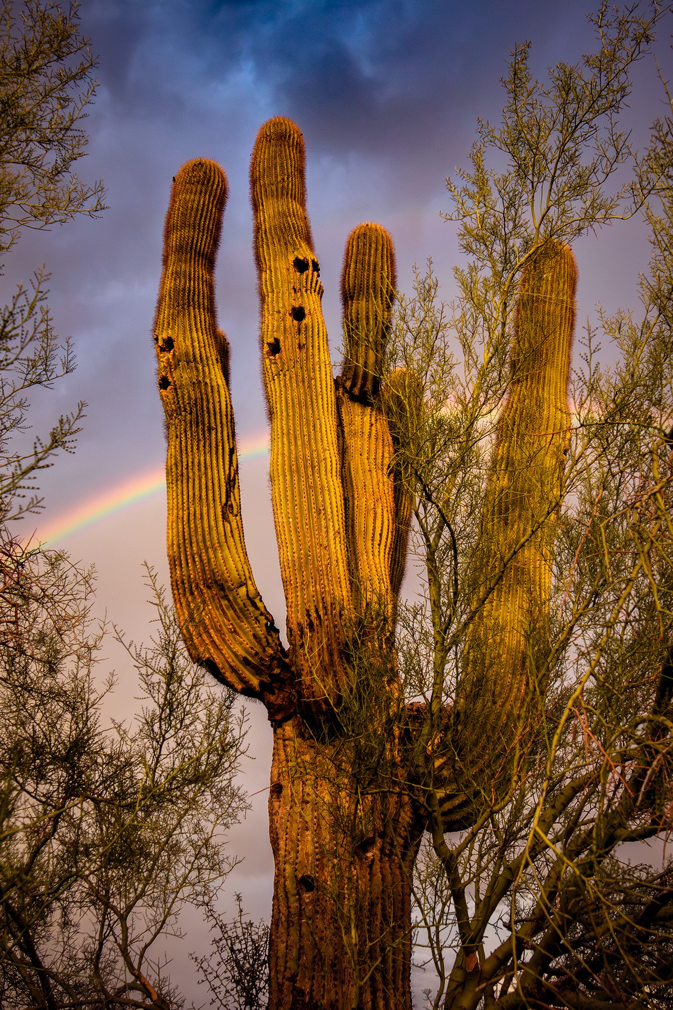 Crazy bright rainbow tonight over North Phoenix.🌵