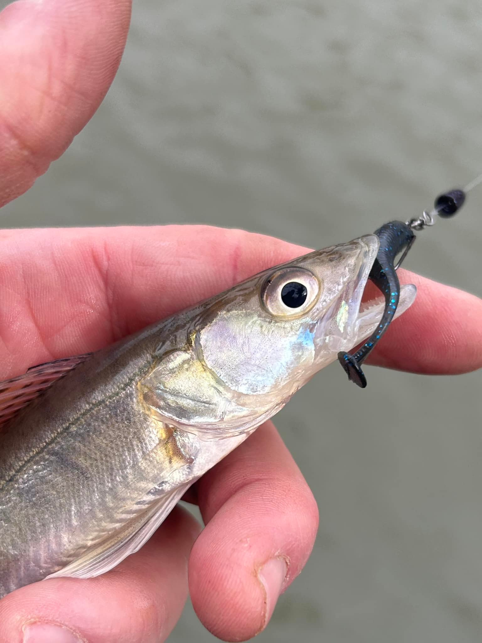 Fox Rage Zander Pro Shad Lure – Single Loose Lure For Zander, Perch, Pike