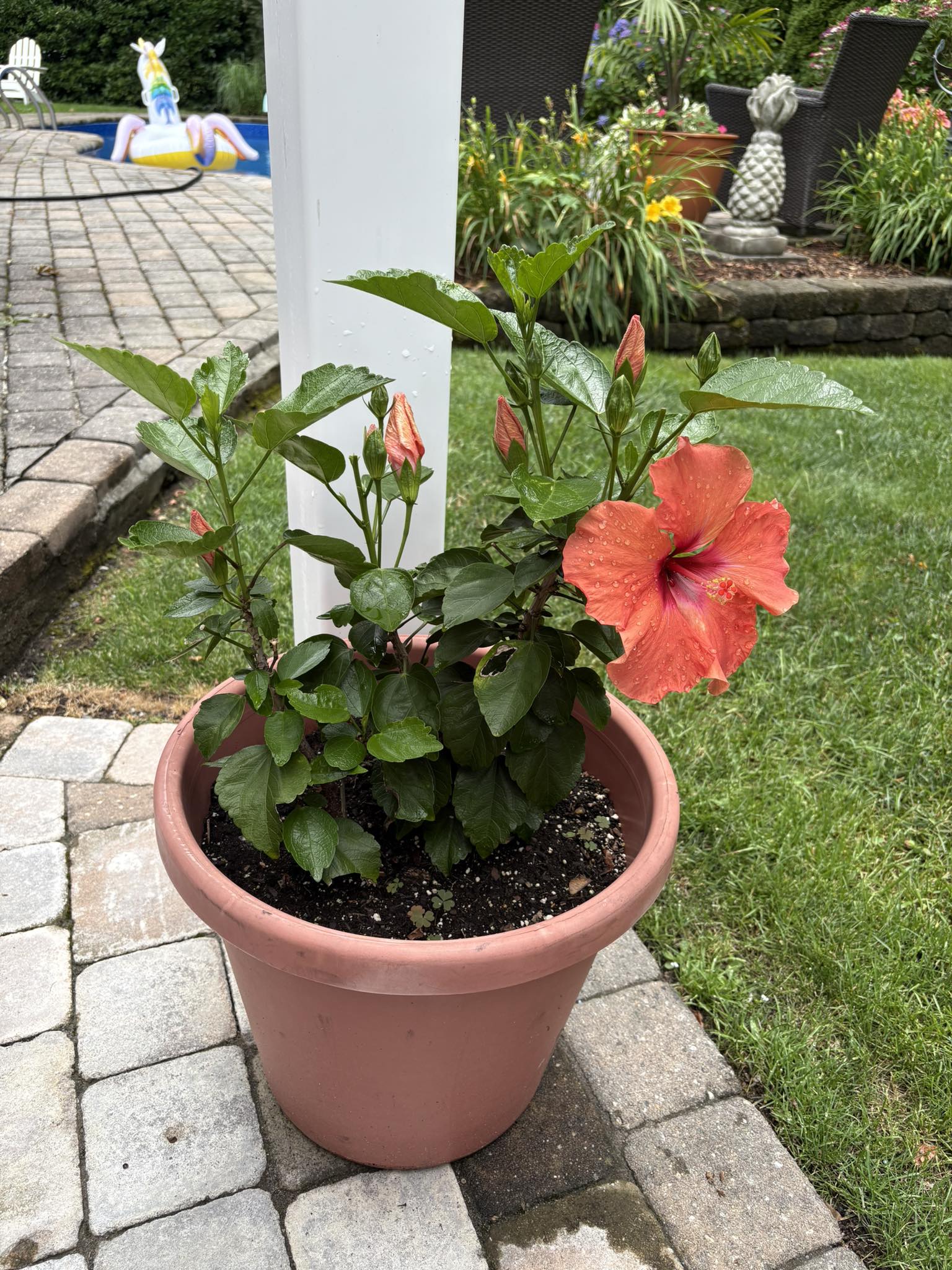 My Tropical Hibiscus I over wintered finally waking up! Long Island