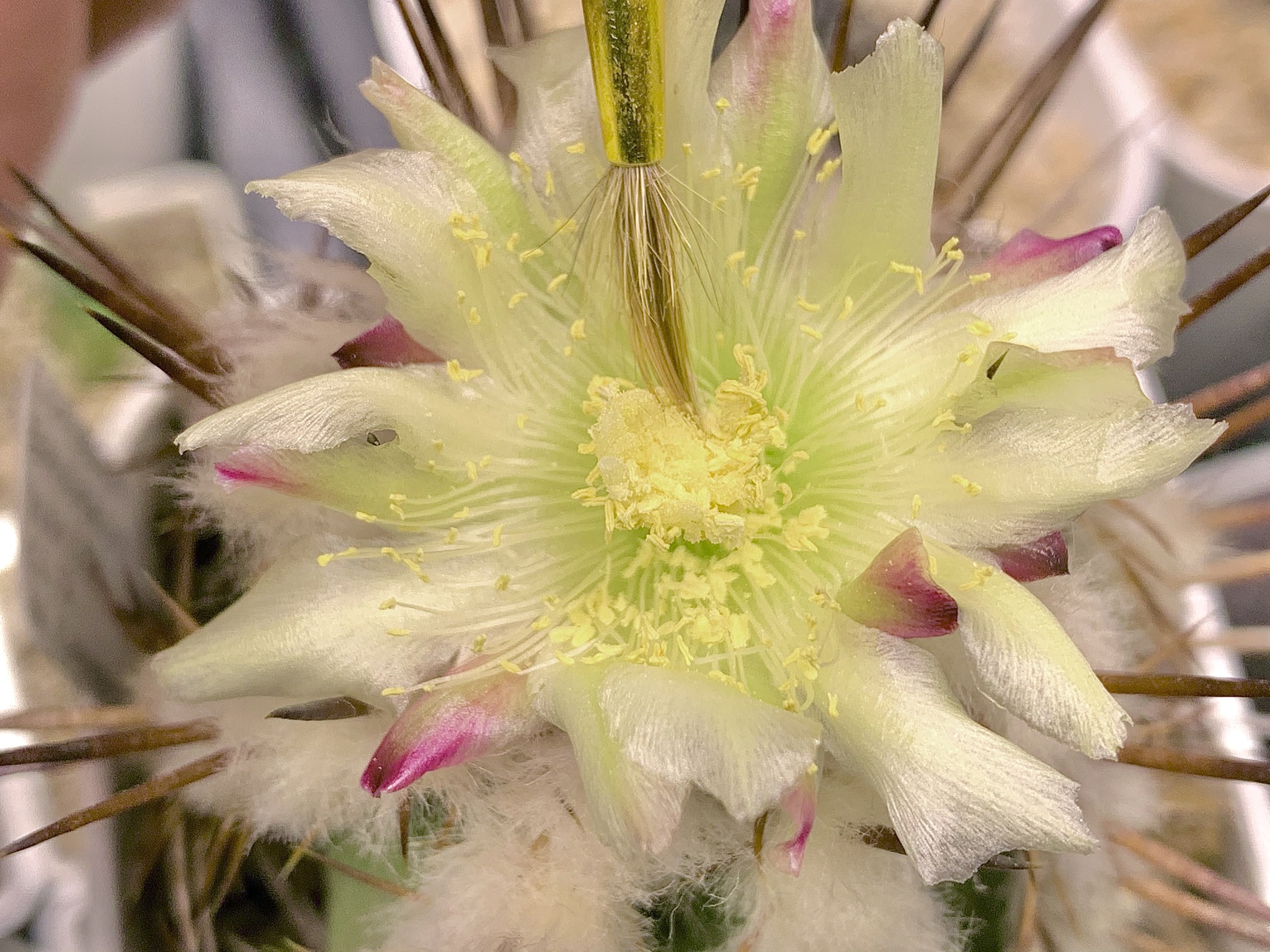 Copiapoa bridgesii in bloom with preserved pollen