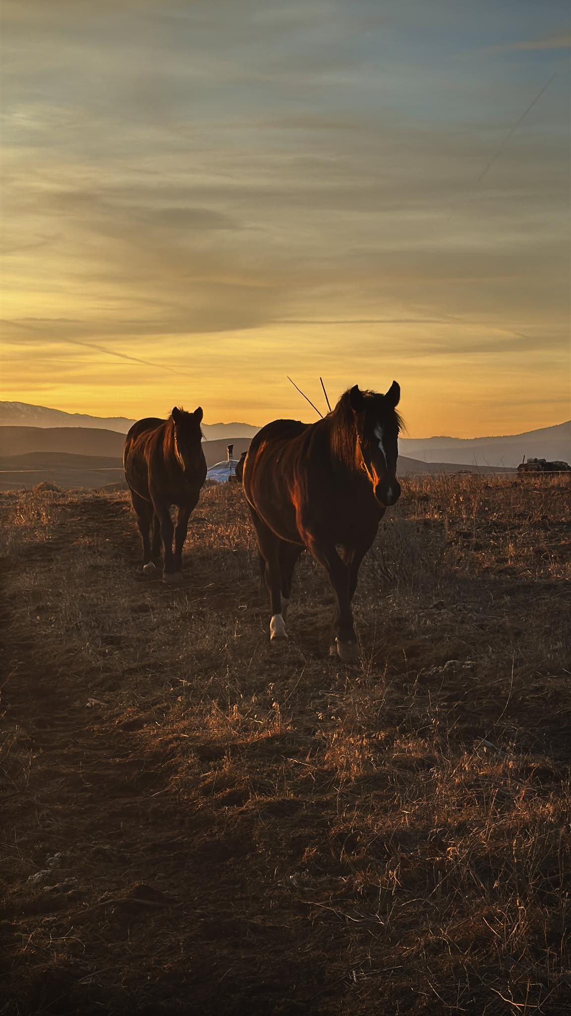 Michael Ridge - Back in camp just in time for ponies and... | Facebook