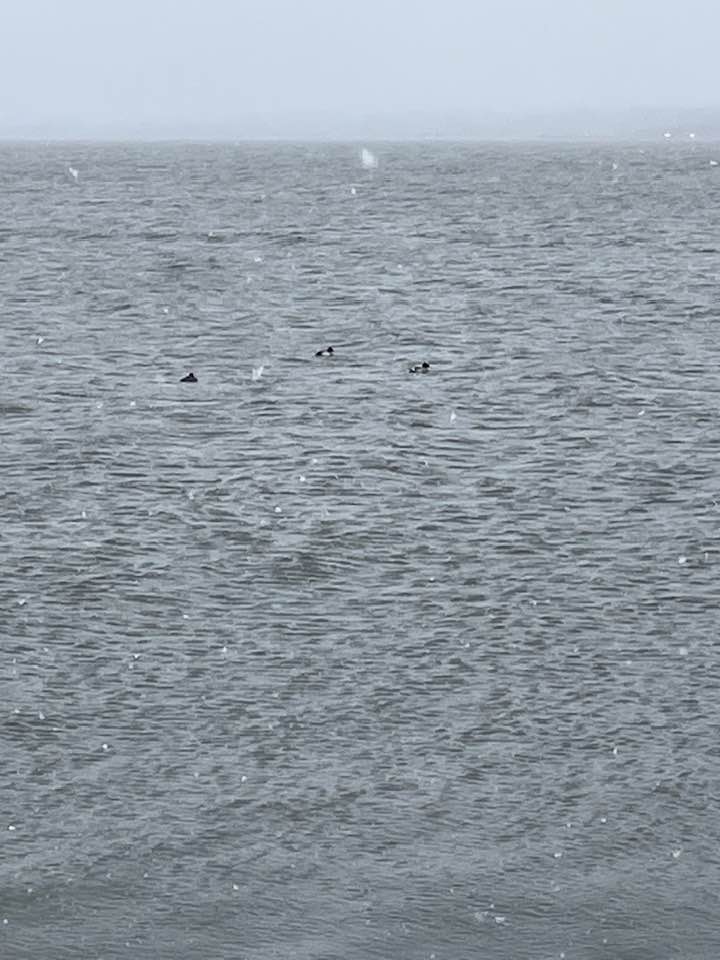 What Is a Northerly Wind?