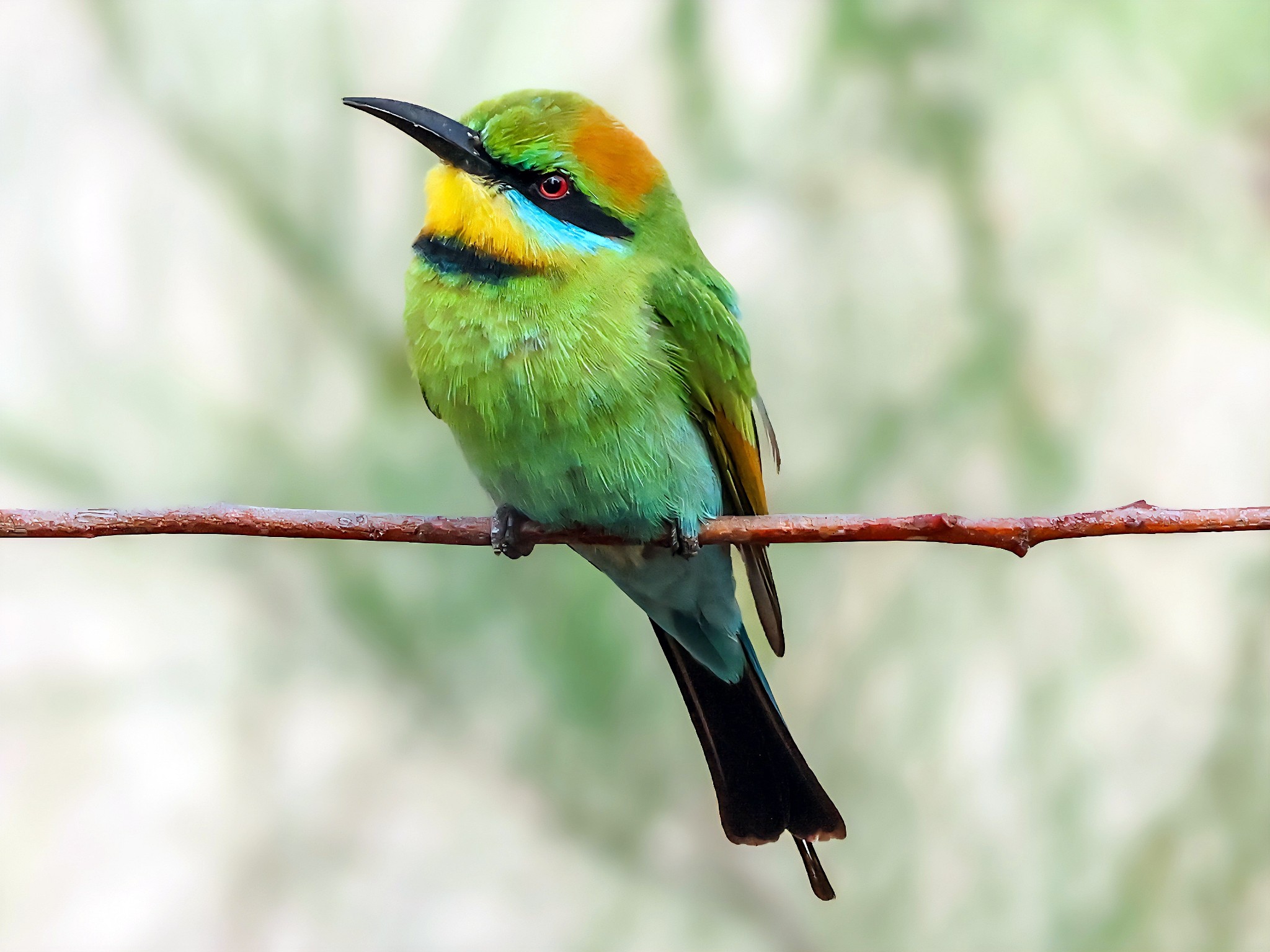 Native Birds in Australia | I'm really happy with this lil fella,he is ...