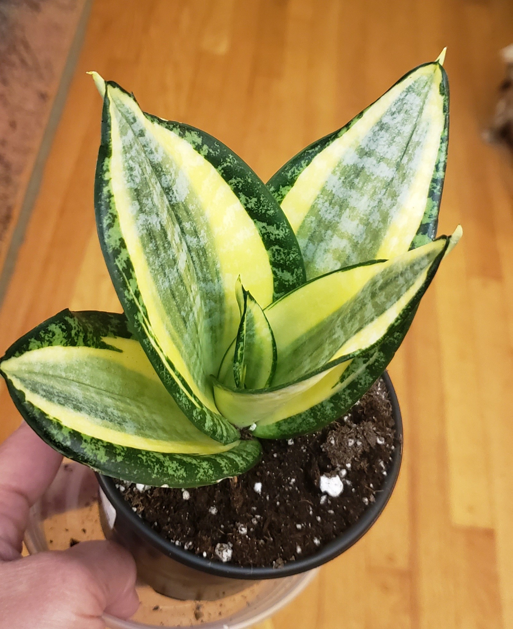 サンスベリア Variegated Sansevieria Pingren