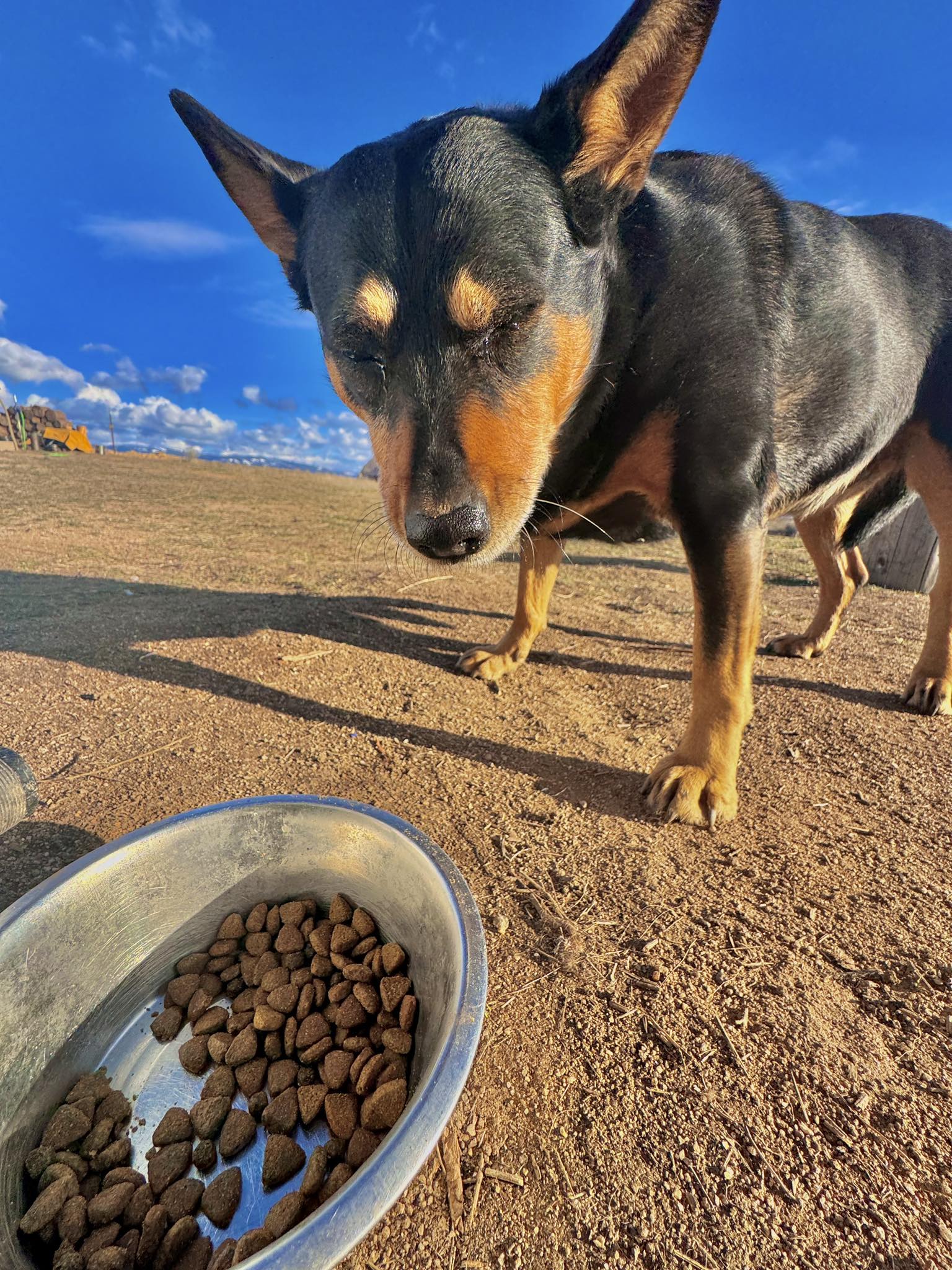 Michael Ridge - What type of dogfood is best? | Facebook