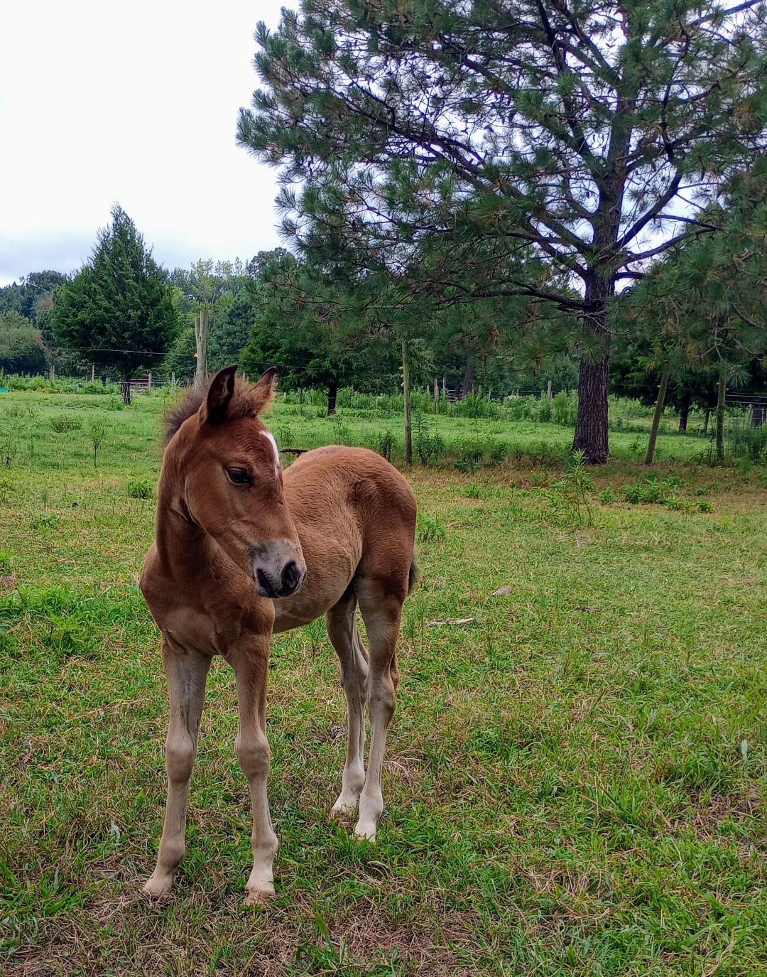 Timberline Ranch LLC | Smithfield VA