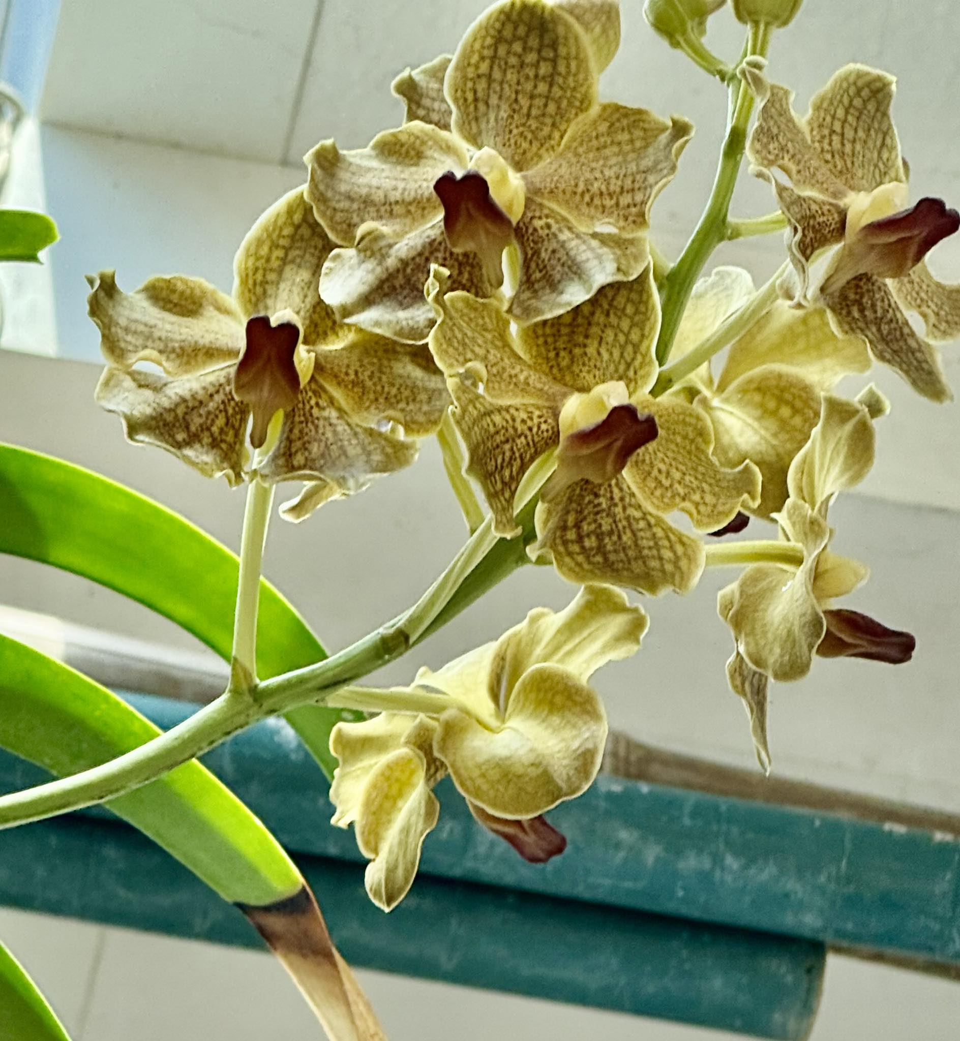Vanda Twinkle orchid hybrid by Masao Yamada