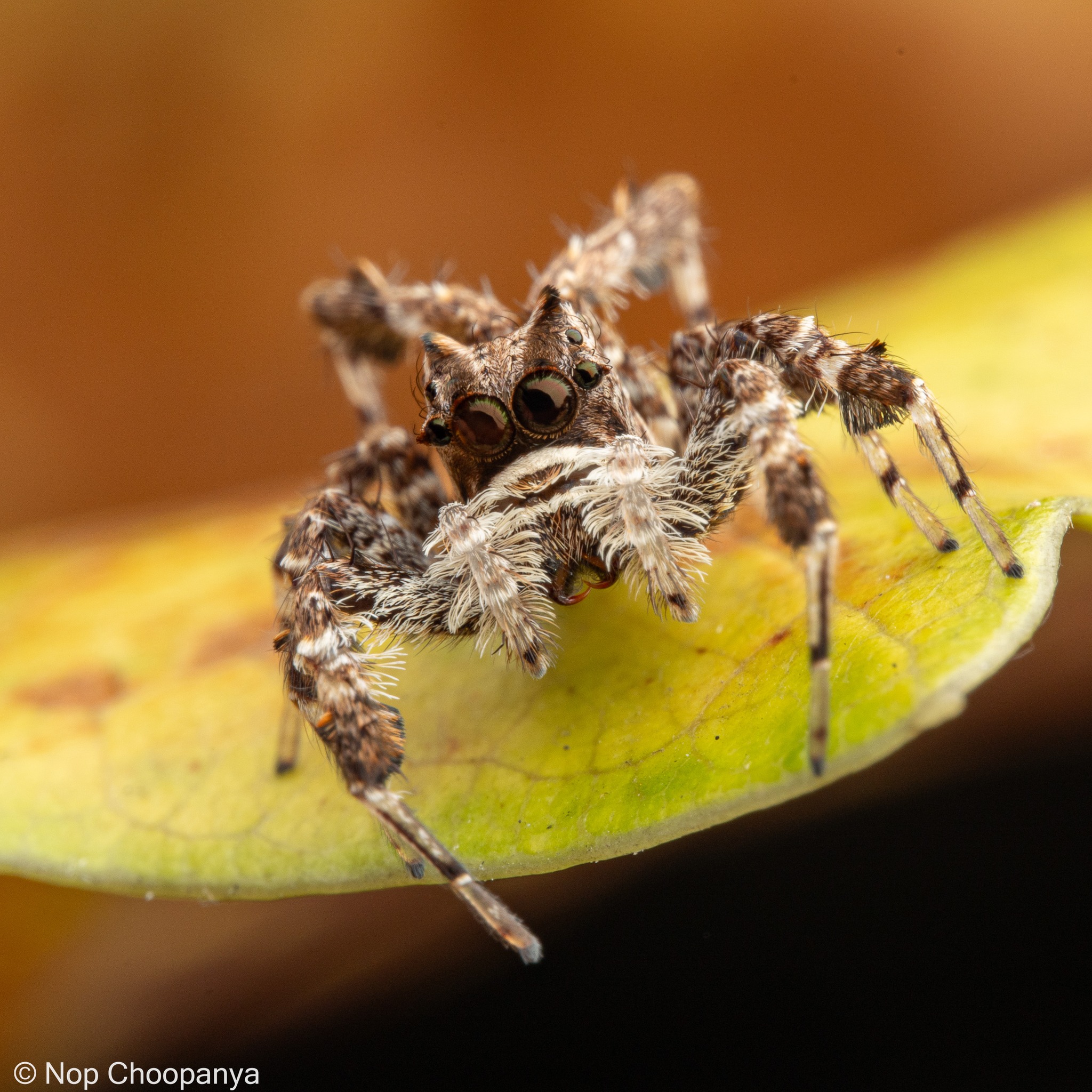 Meet Portia the Jumping Spider