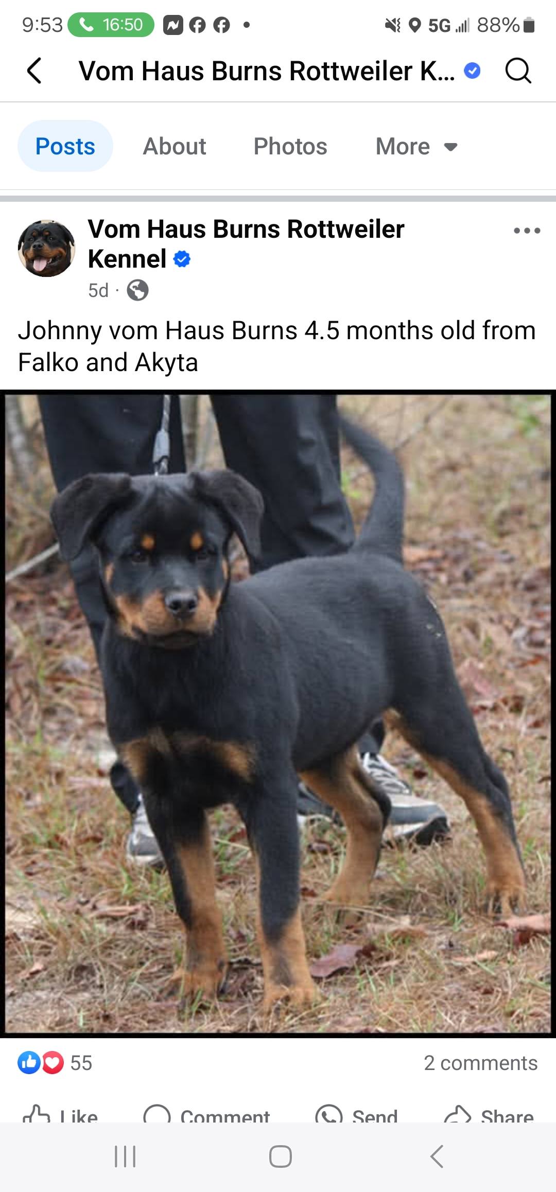 Butler Kennels Rottweilers... - Butler Kennels Rottweilers