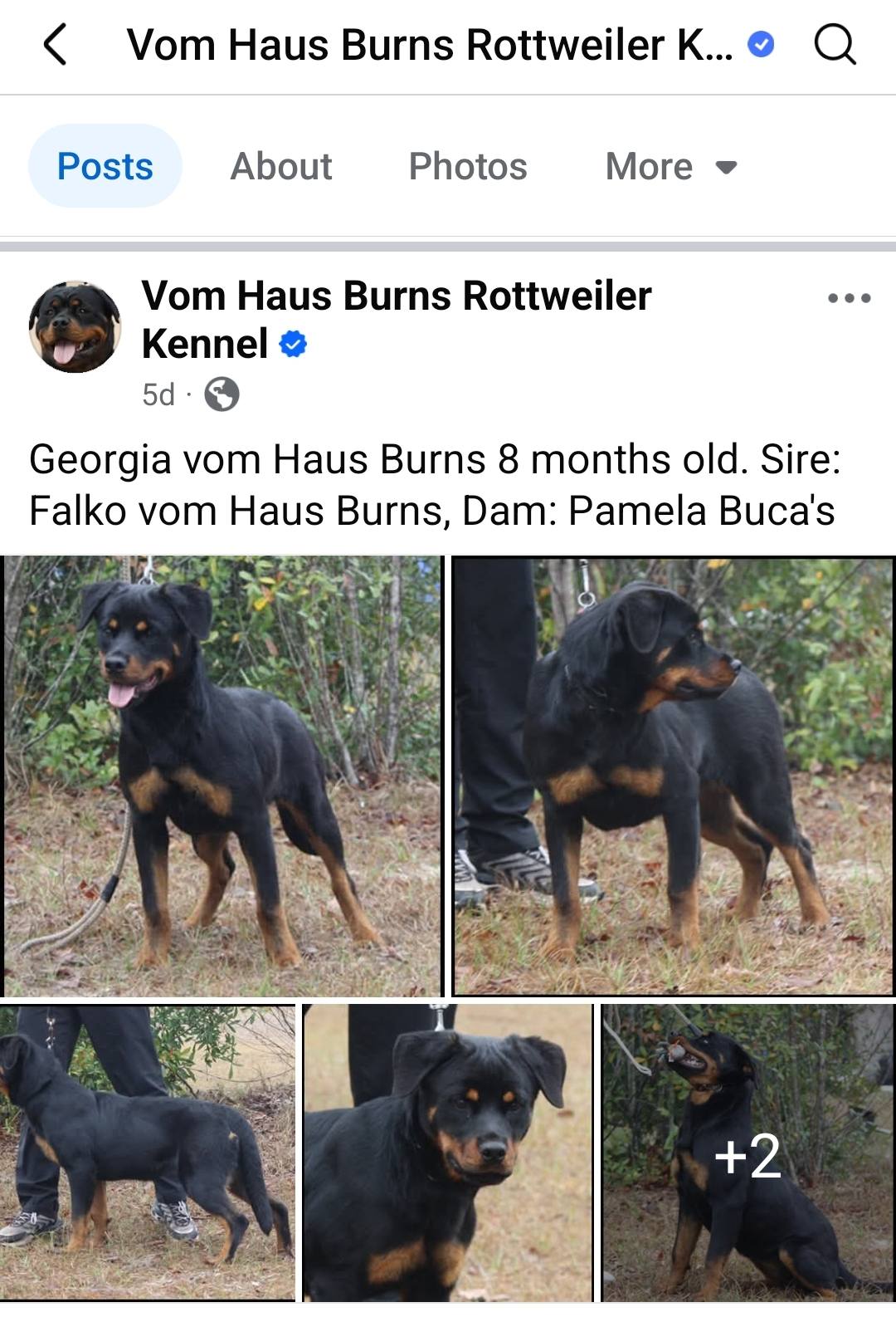 Butler Kennels Rottweilers... - Butler Kennels Rottweilers