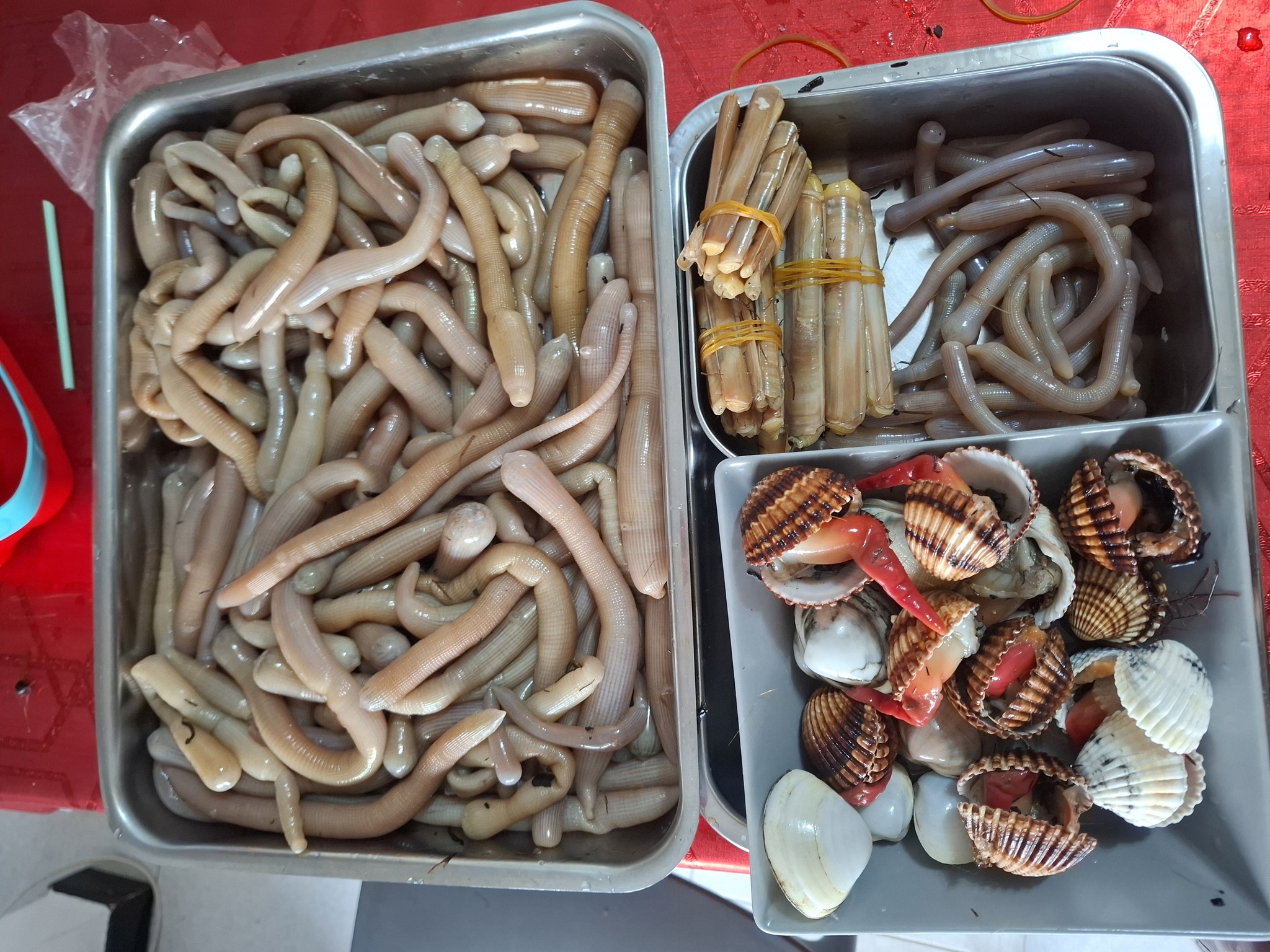 Tendifilo Peso Regolabile Per Pesca Surfcasting | Ascensore Avvisatore Abboccata