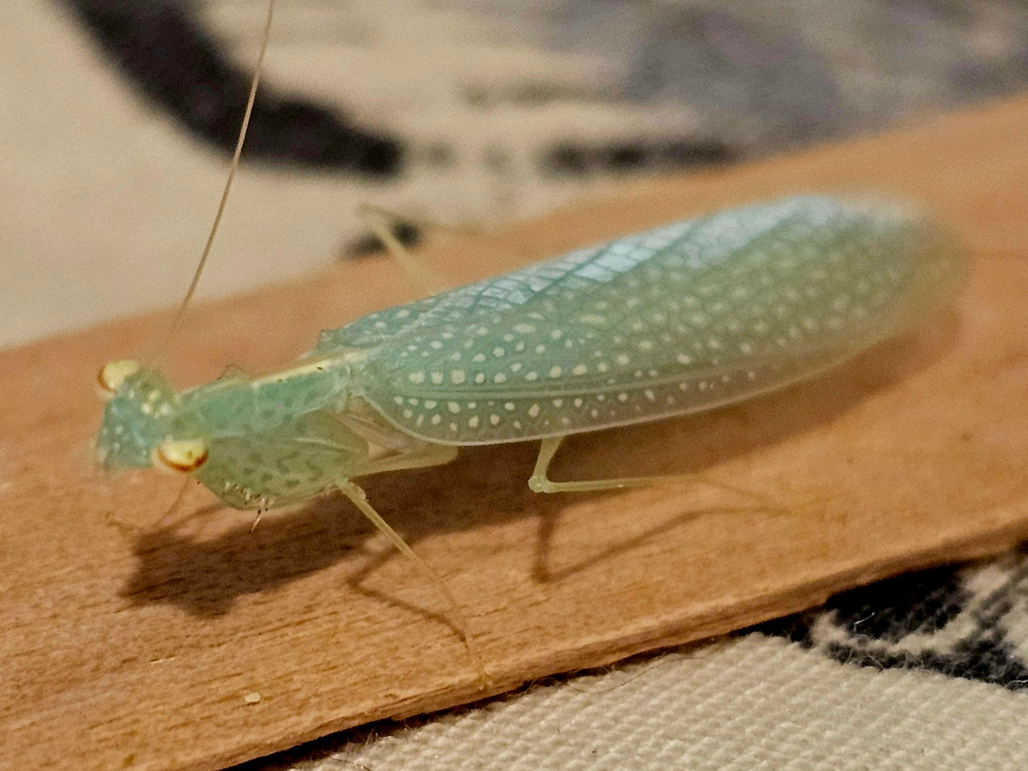My adult female Yunnan Flower Mantis, (Creobroter sp. 